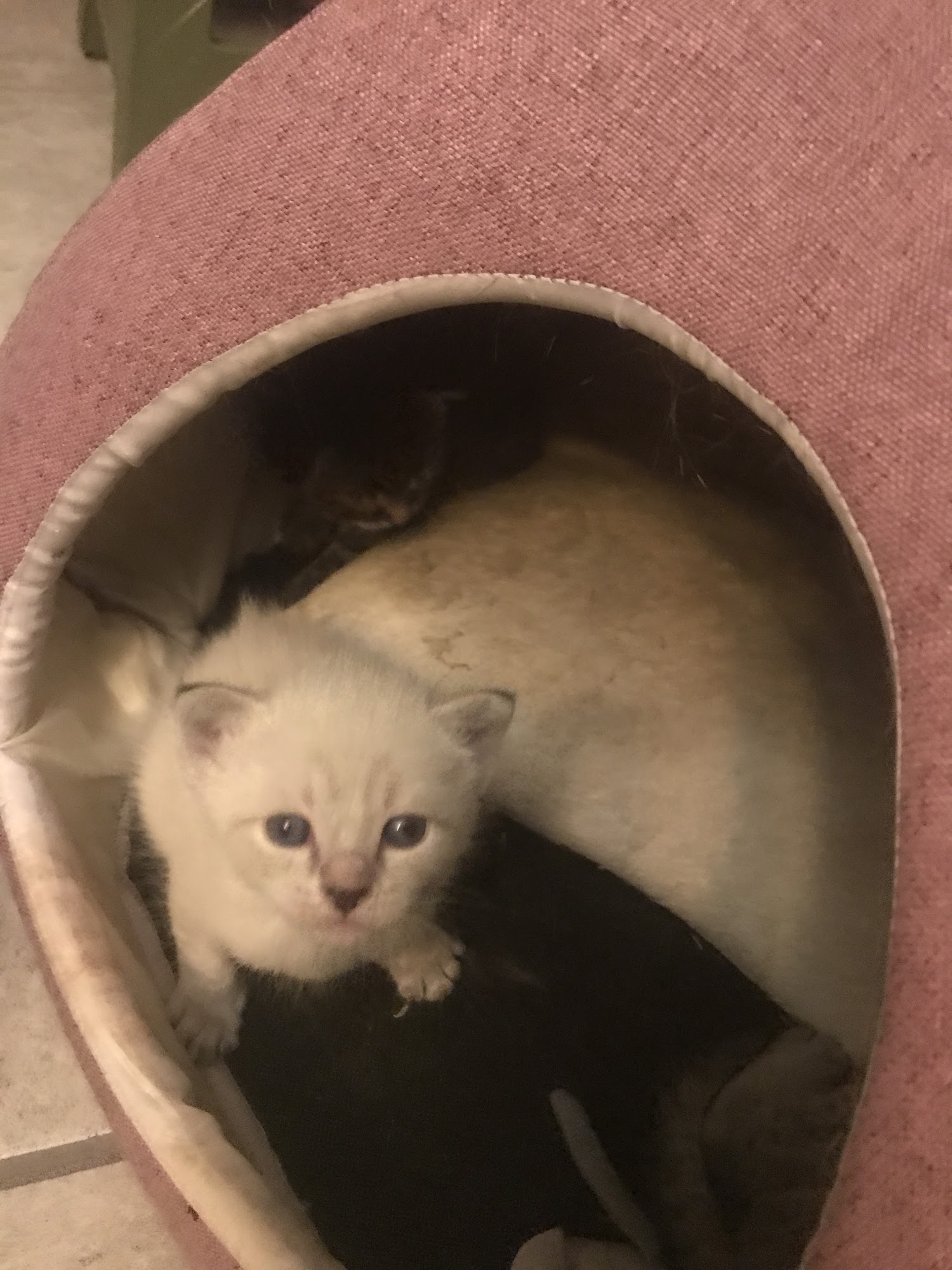 Dr. Timothy Bossetti