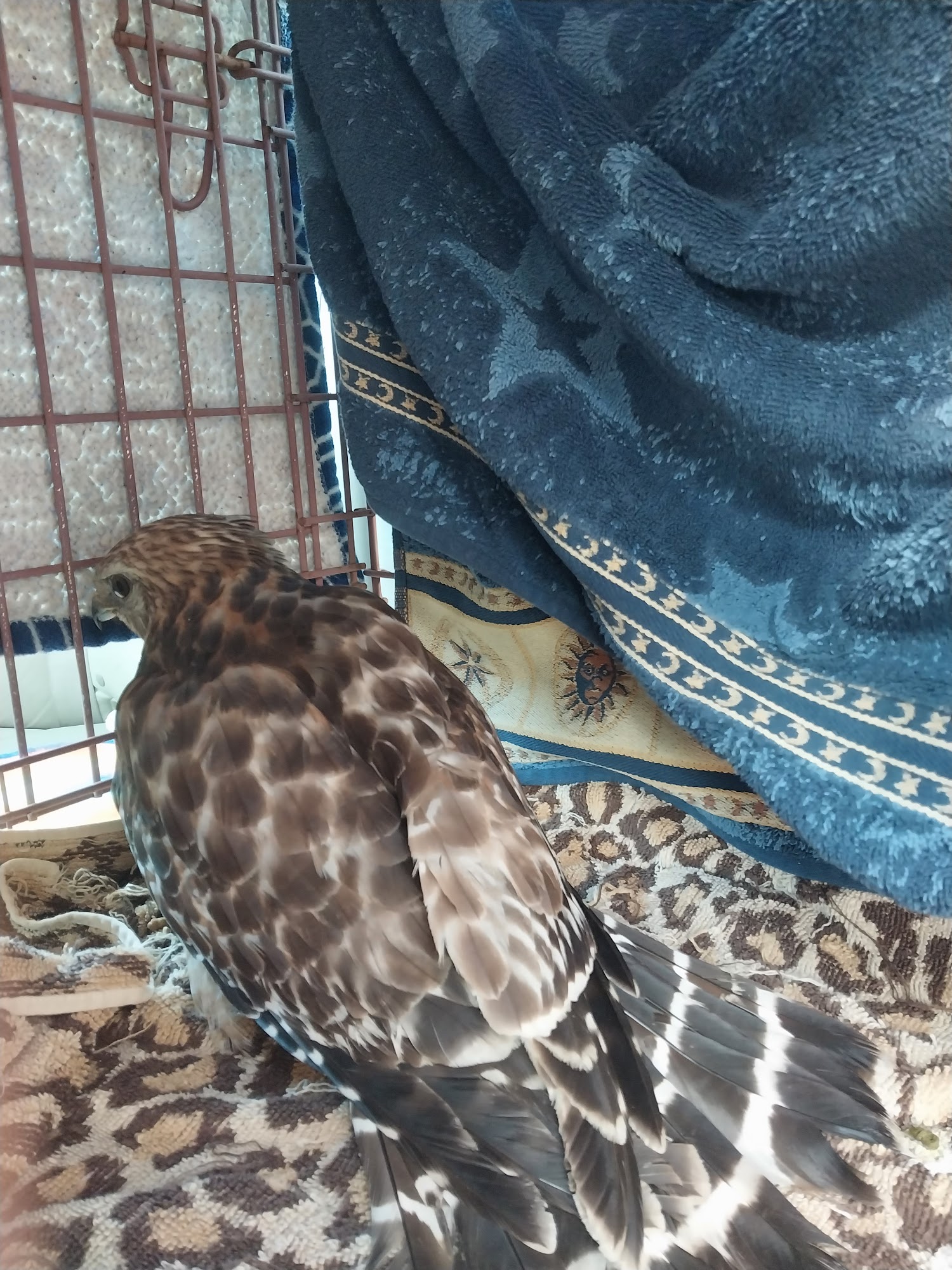 Hawkins Pet & Exotic Animal Clinic Hawkins