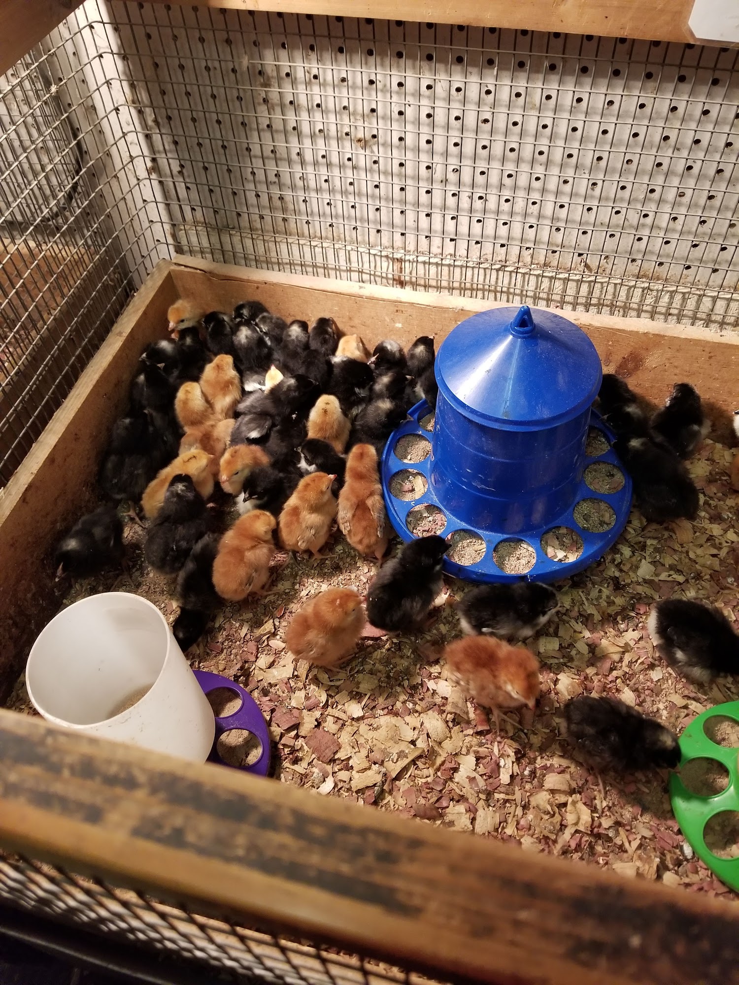 Market Street Feed Houston