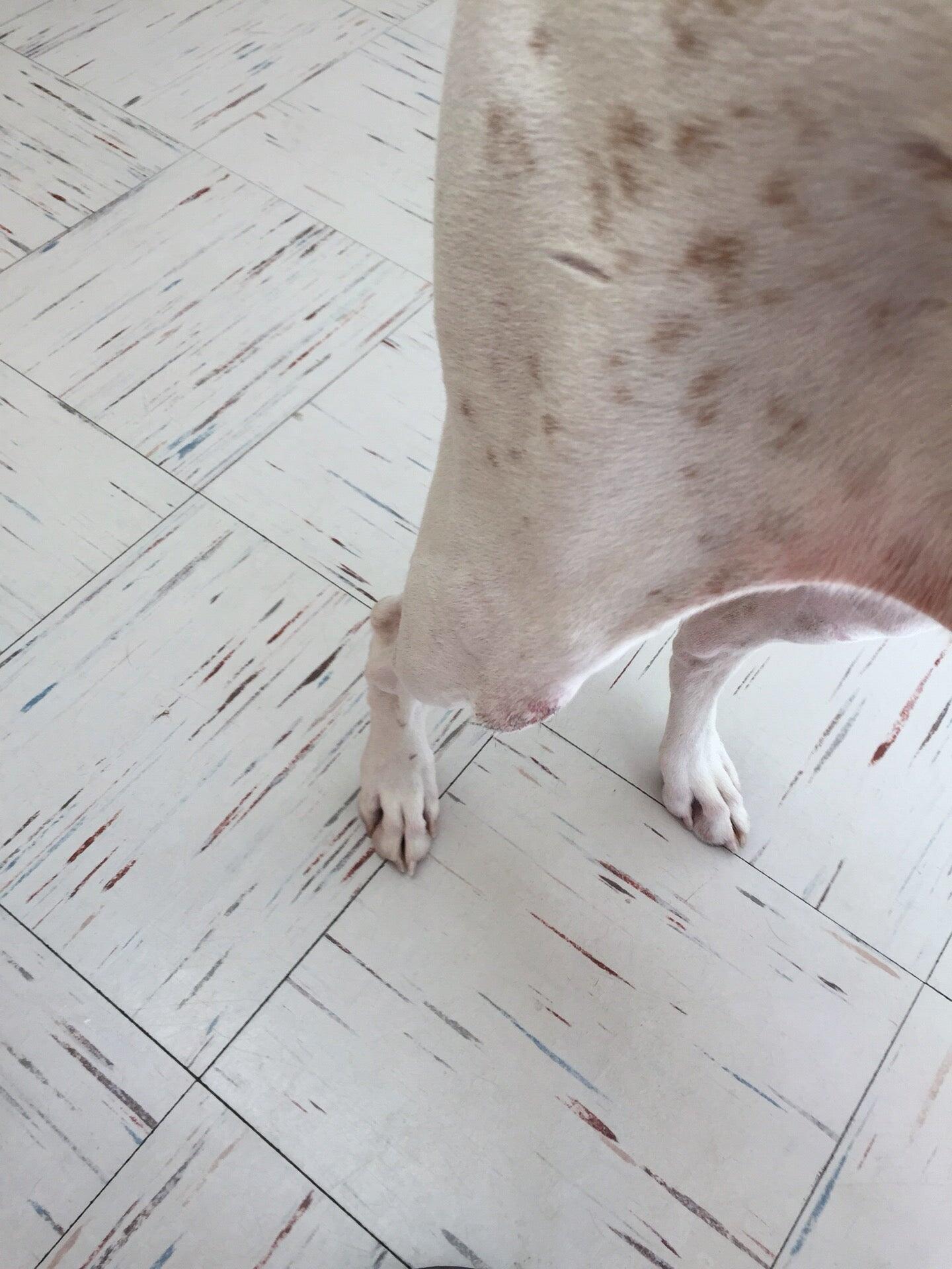 Moses Animal Clinic Hurst