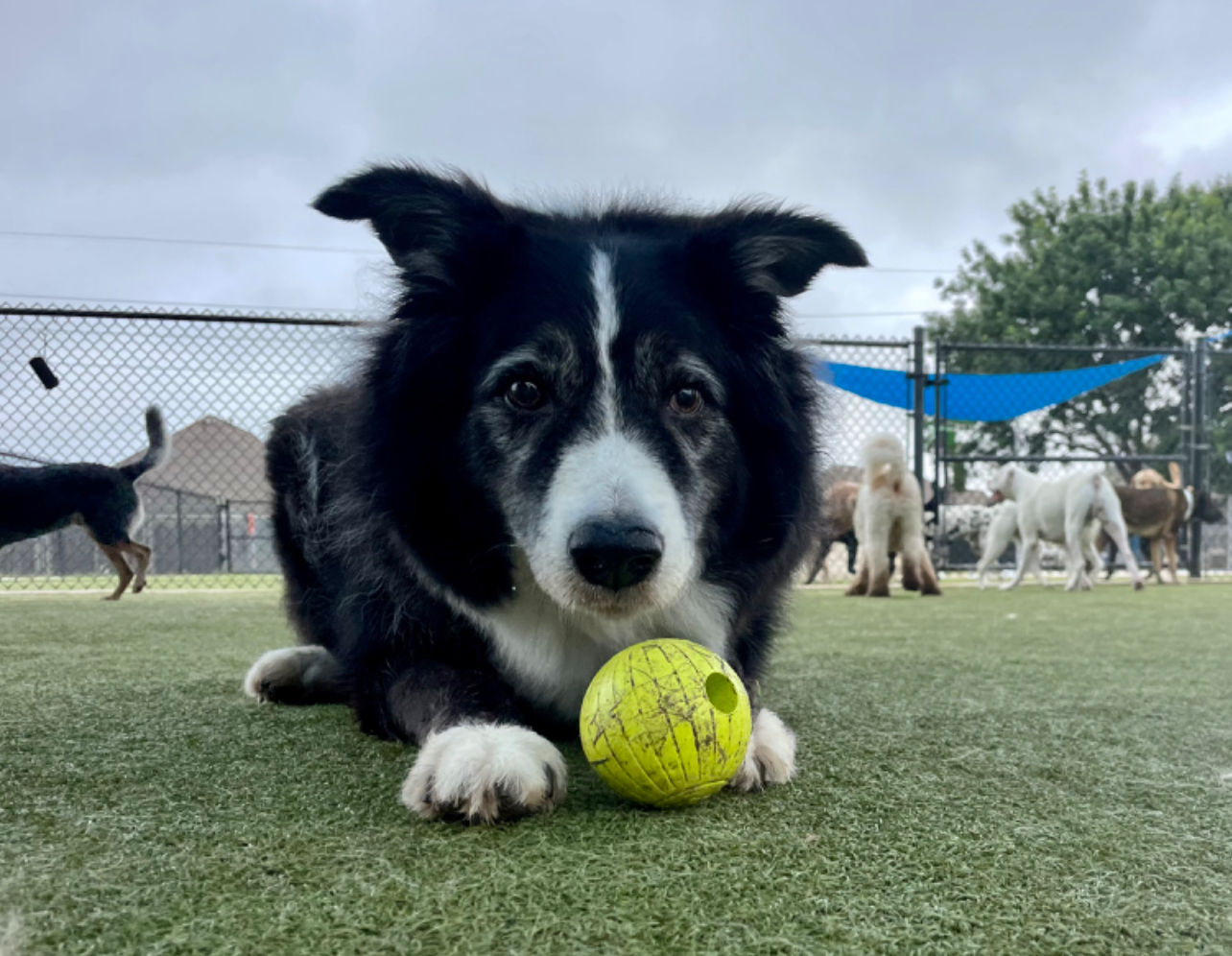 Rover Oaks Pet Resort, Katy Katy