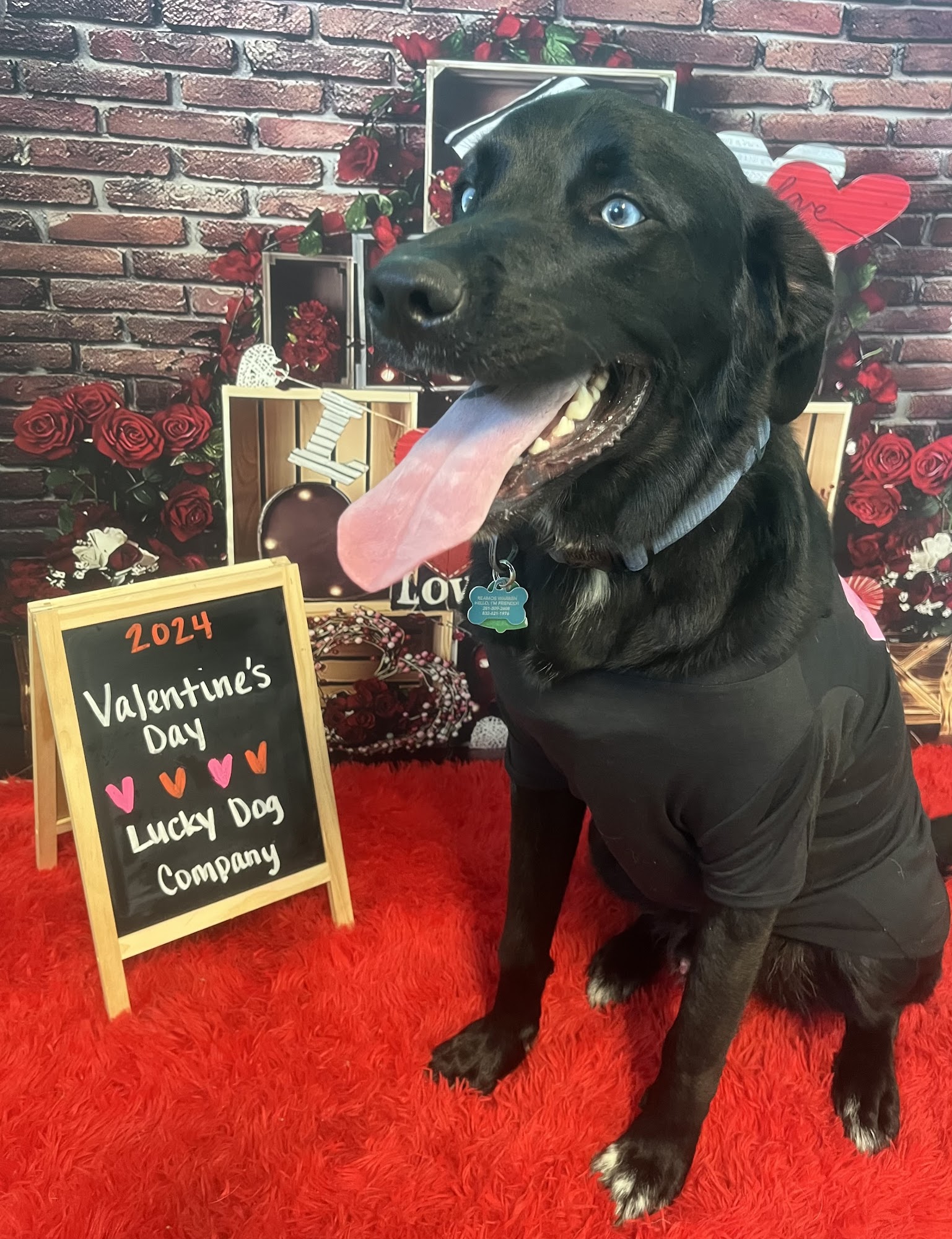 Lucky Dog Company Richwood