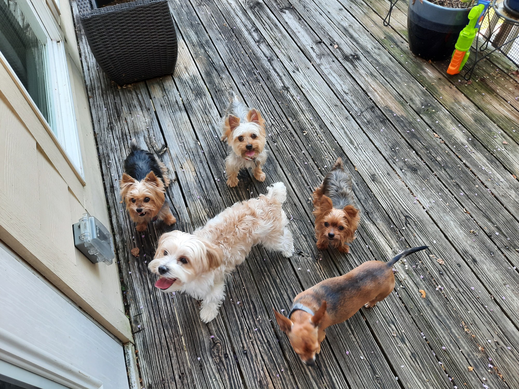 Paleo Pet Sitting Webster