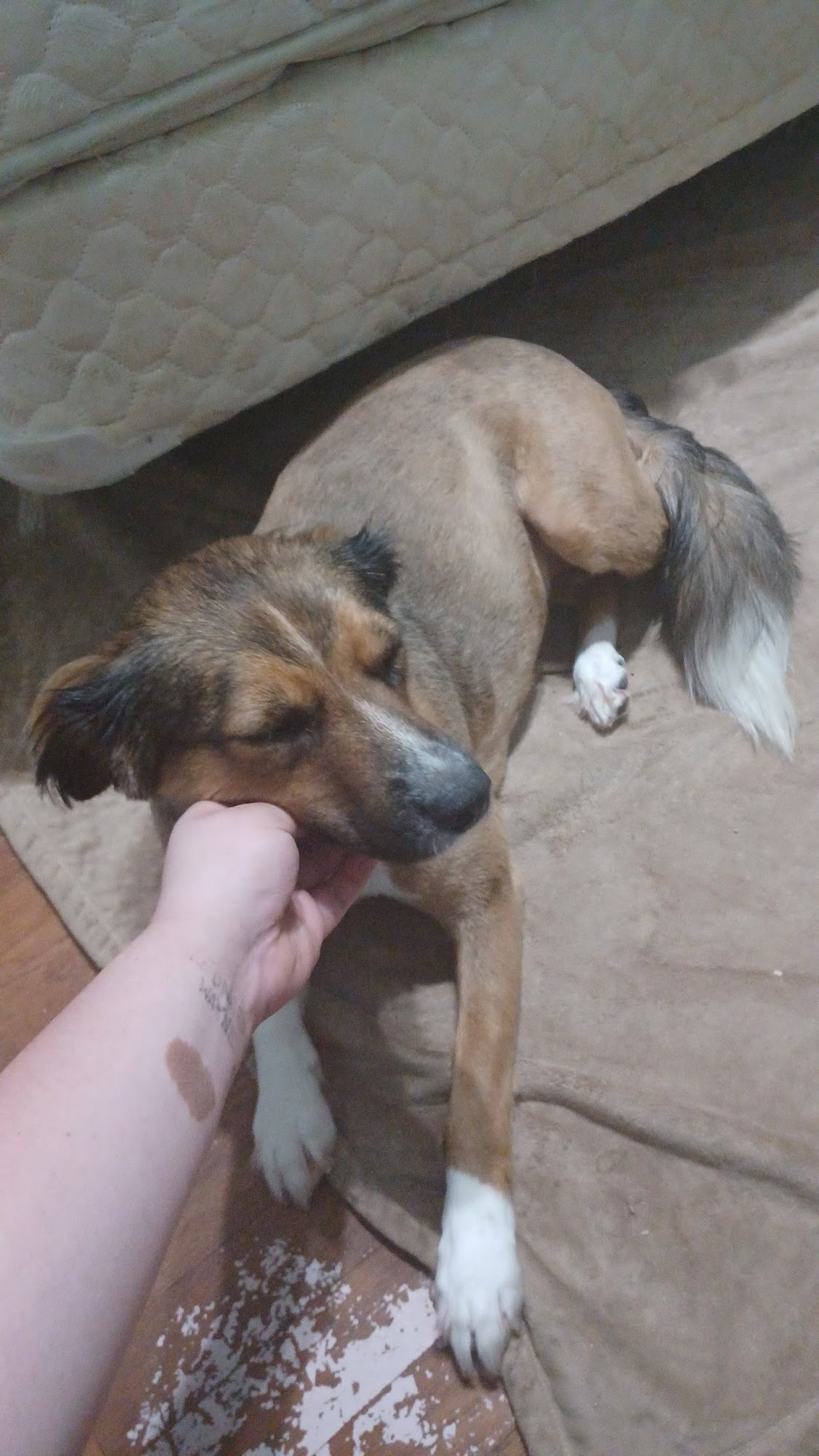 K 9 Designs Winnsboro