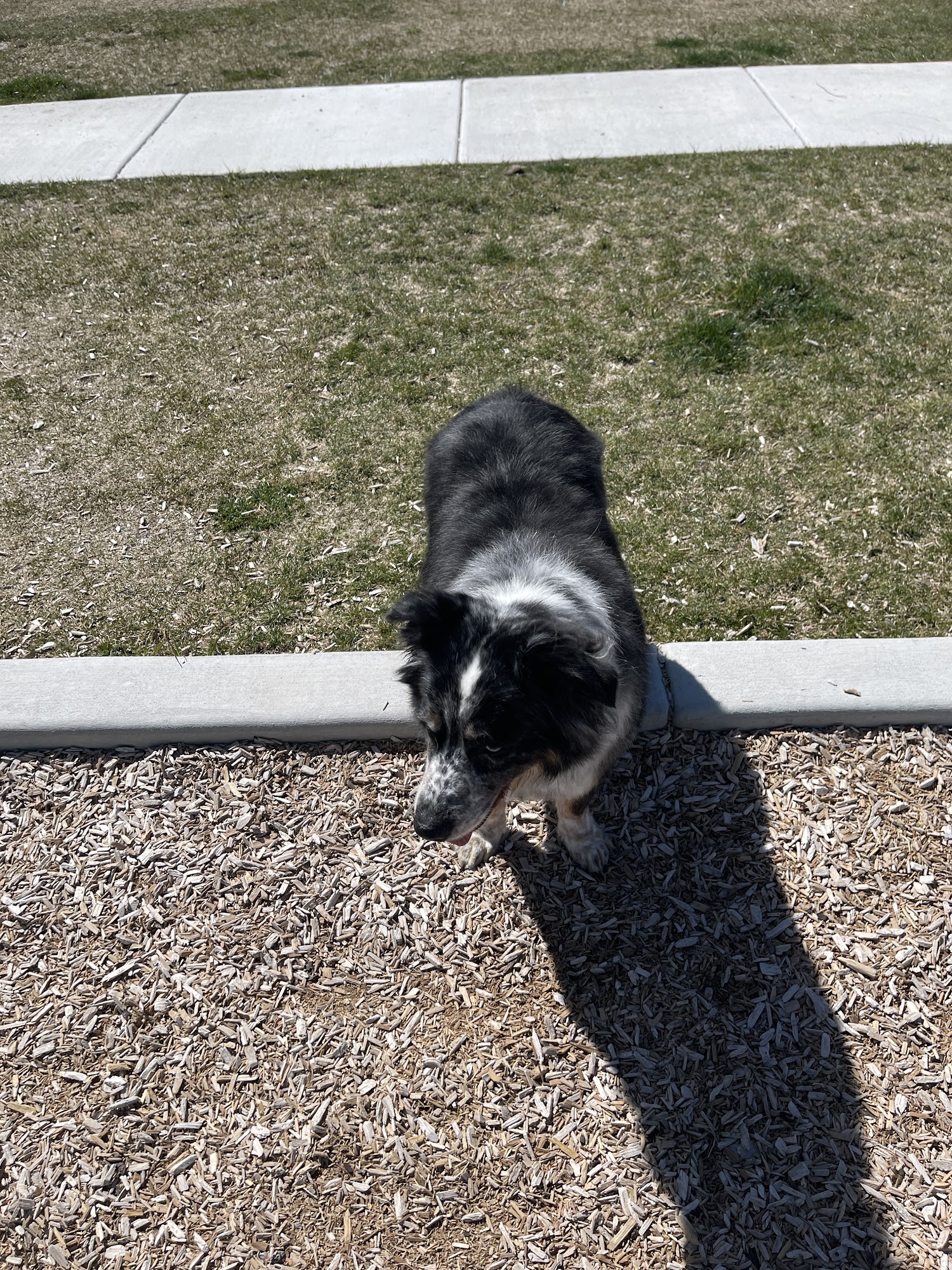 Sudsy Puppy Grantsville