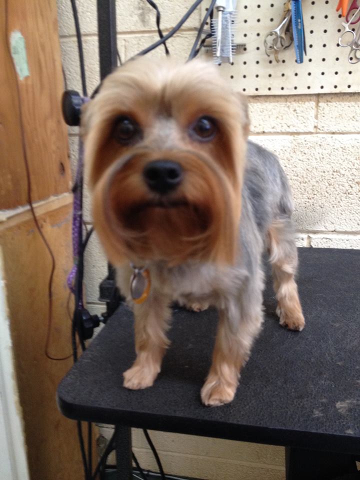 Classy Clips Pet Salon Holladay