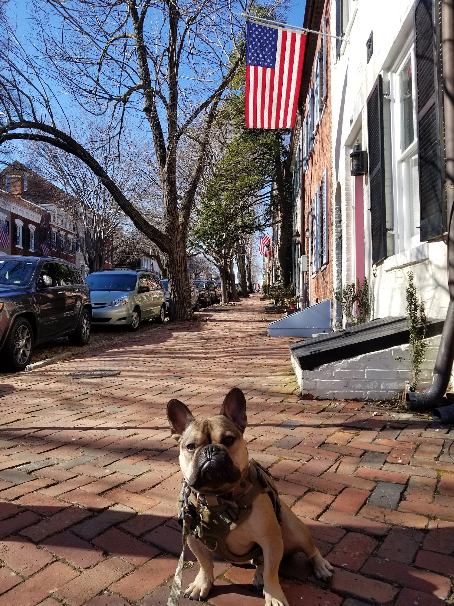 Olde Towne School For Dogs Alexandria