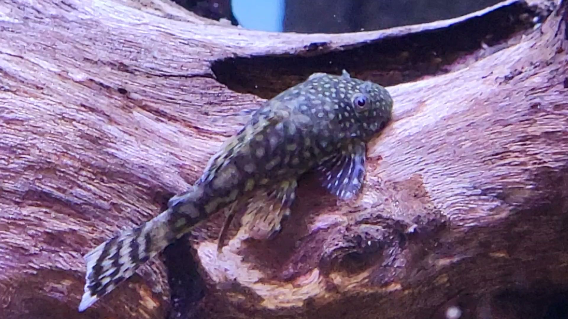 Chico's Natural Pet Market Alexandria