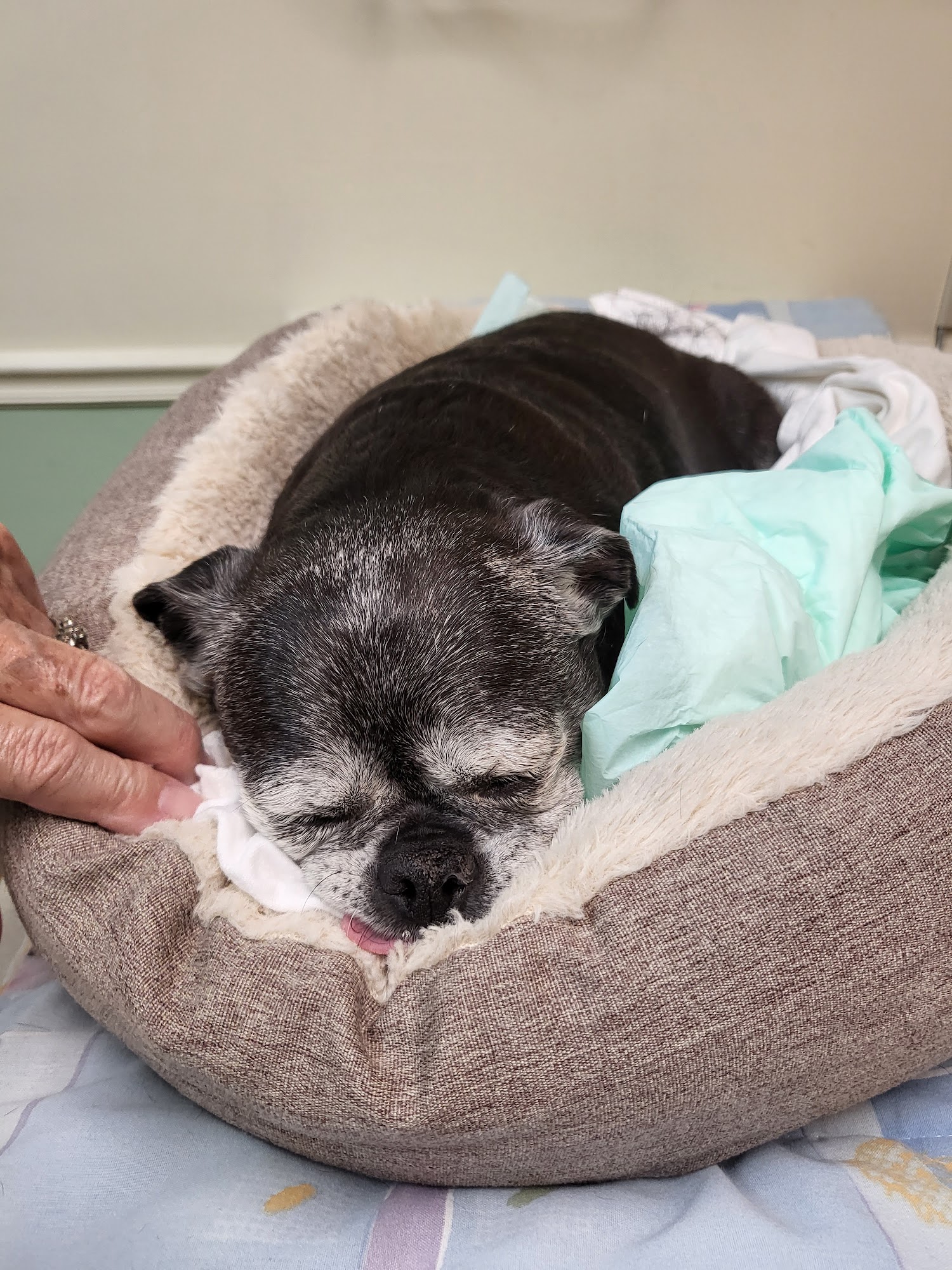 Radford Animal Hospital Fairlawn