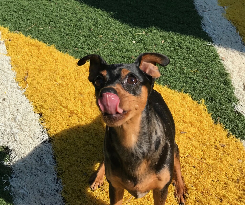 Three Oaks Pet Resort Farmville