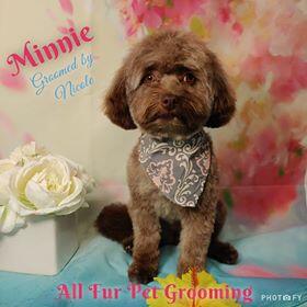 All Fur Pet Grooming LLC 36080 Goodwin Dr, Locust Grove Virginia 22508