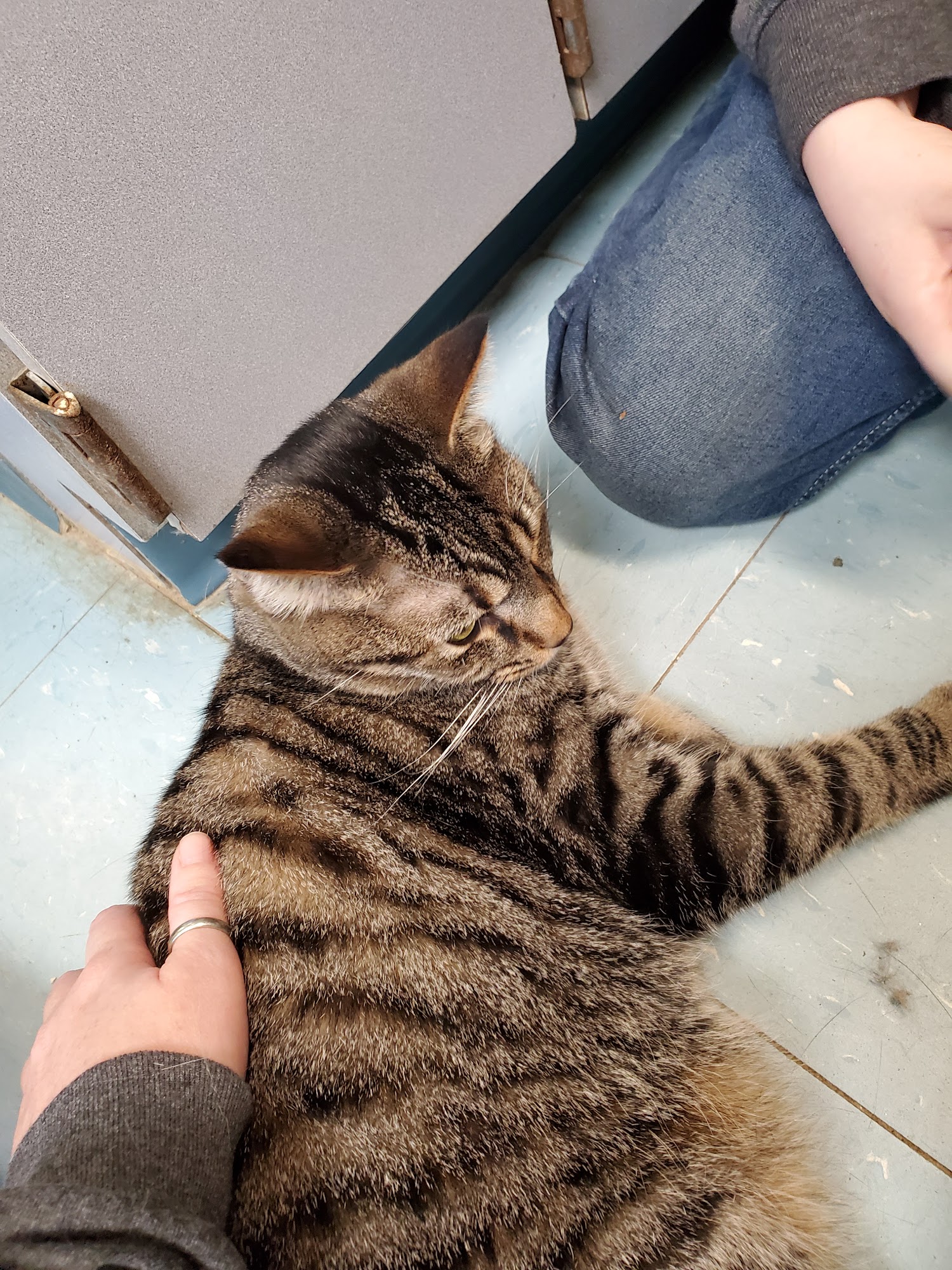 Orange County Animal Shelter Orange