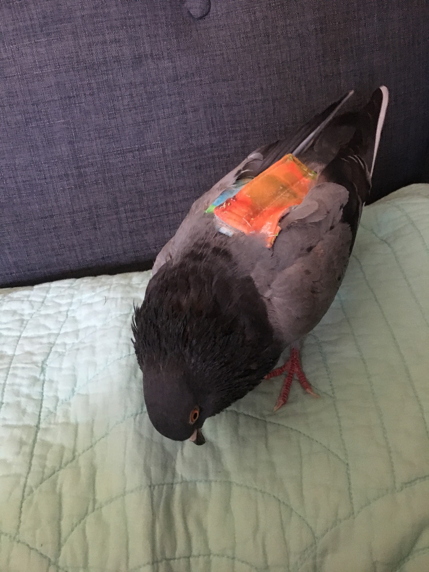 Avian Fashions Stafford