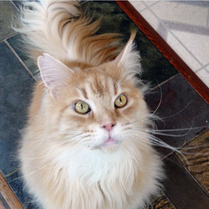 Posh Pets Boutique Winchester