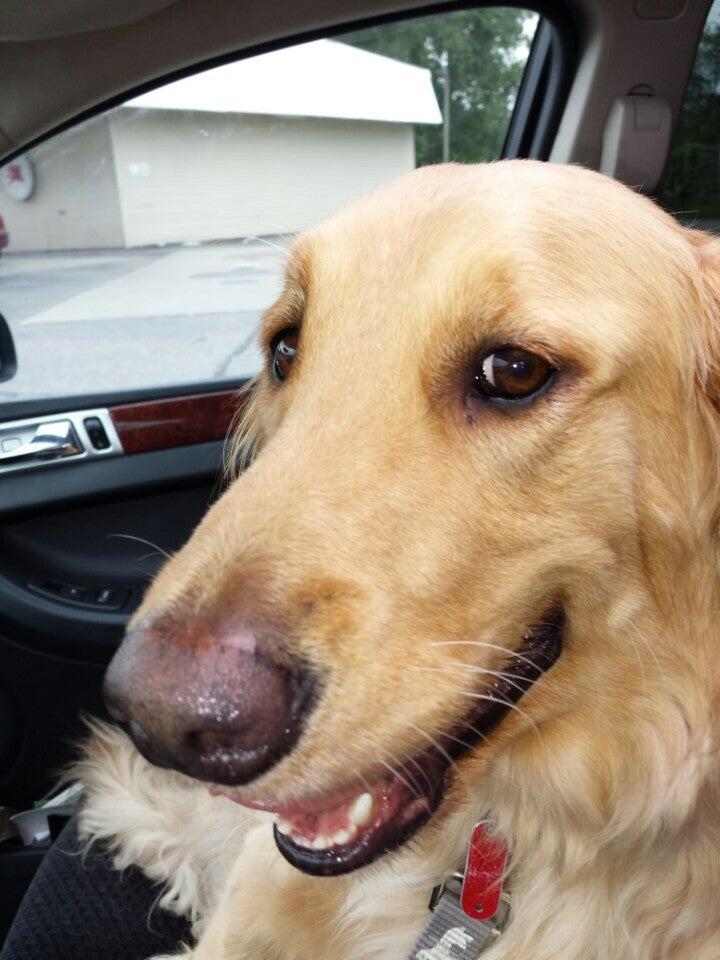 Green Mountain Animal Hospital-North Avenue Burlington