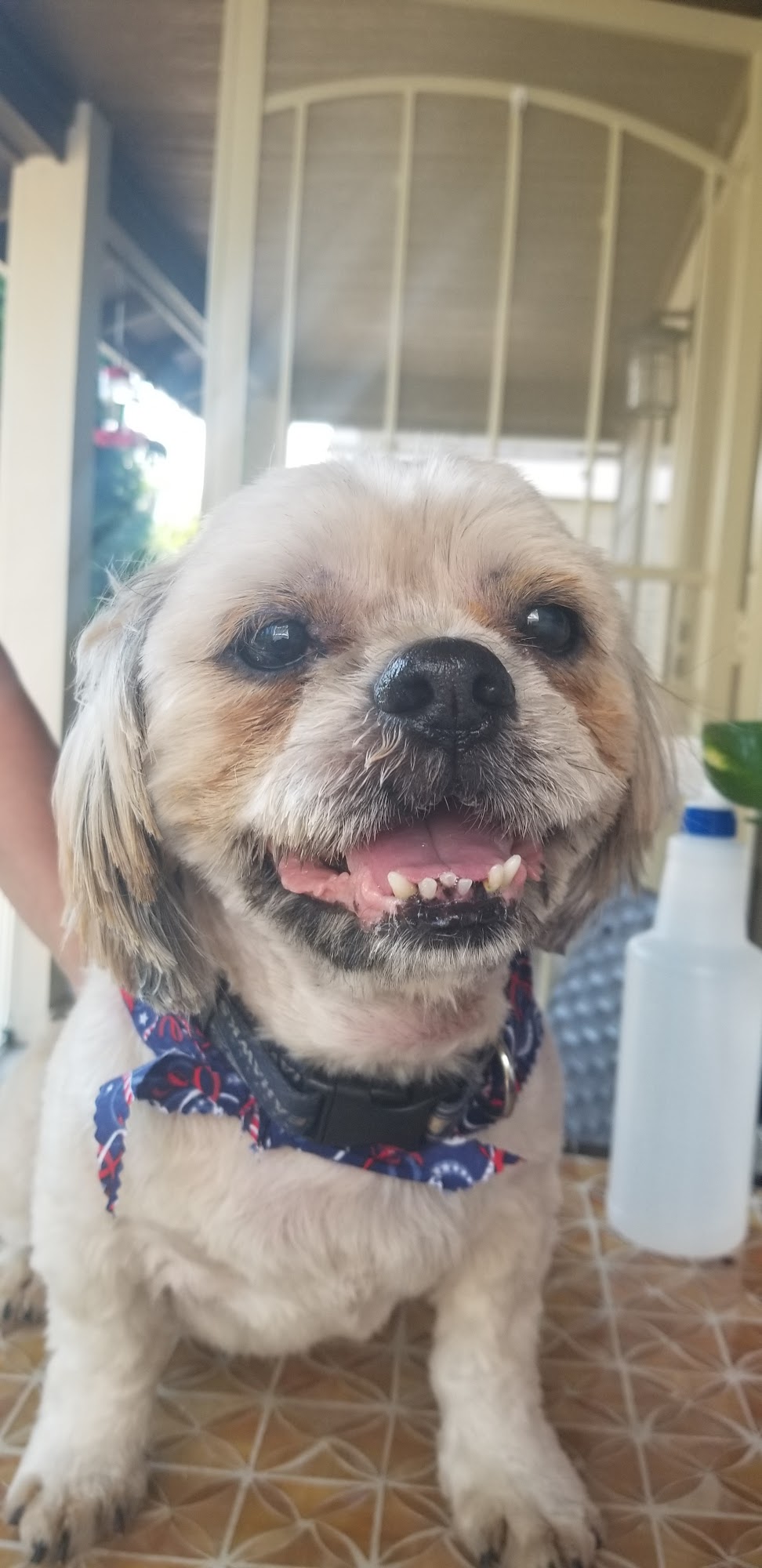 Pawsitively Styling, LLC Arlington