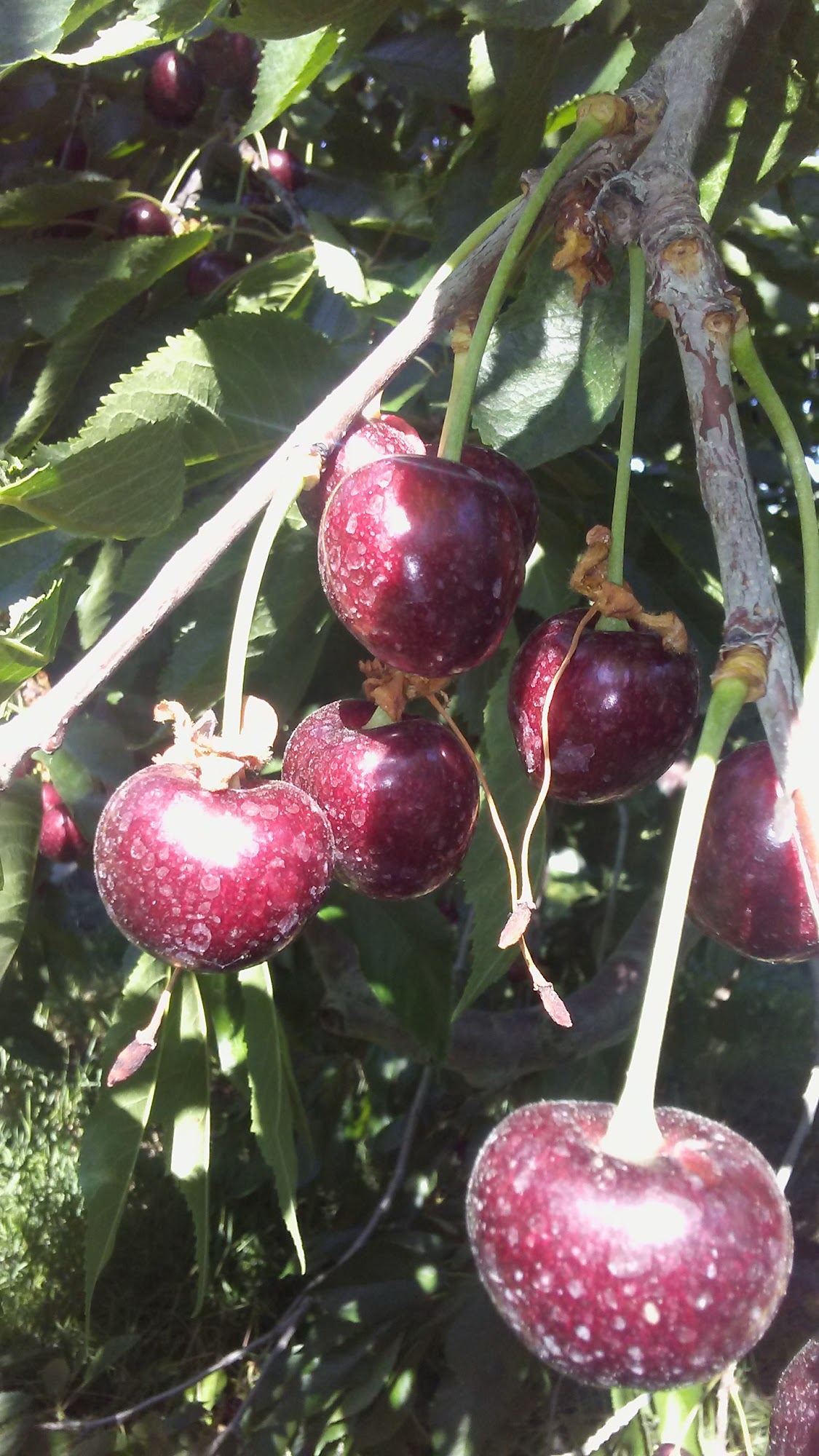 Timberwood Construction Inc