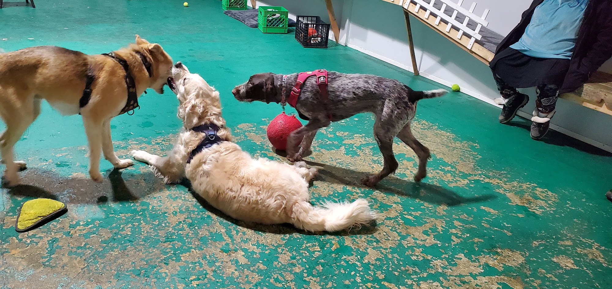 Pints and Pups Everett