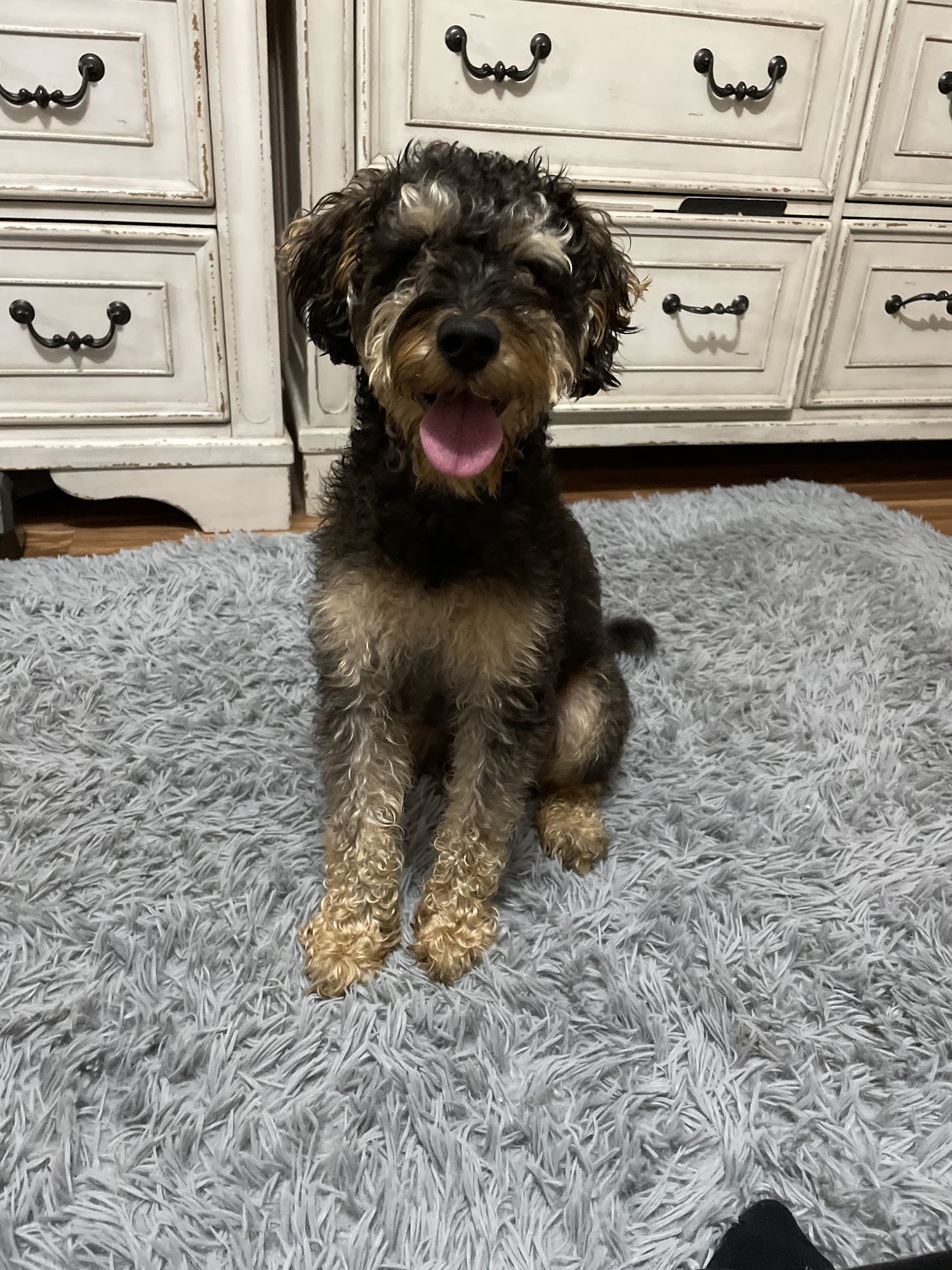 Puppy Village Federal Way