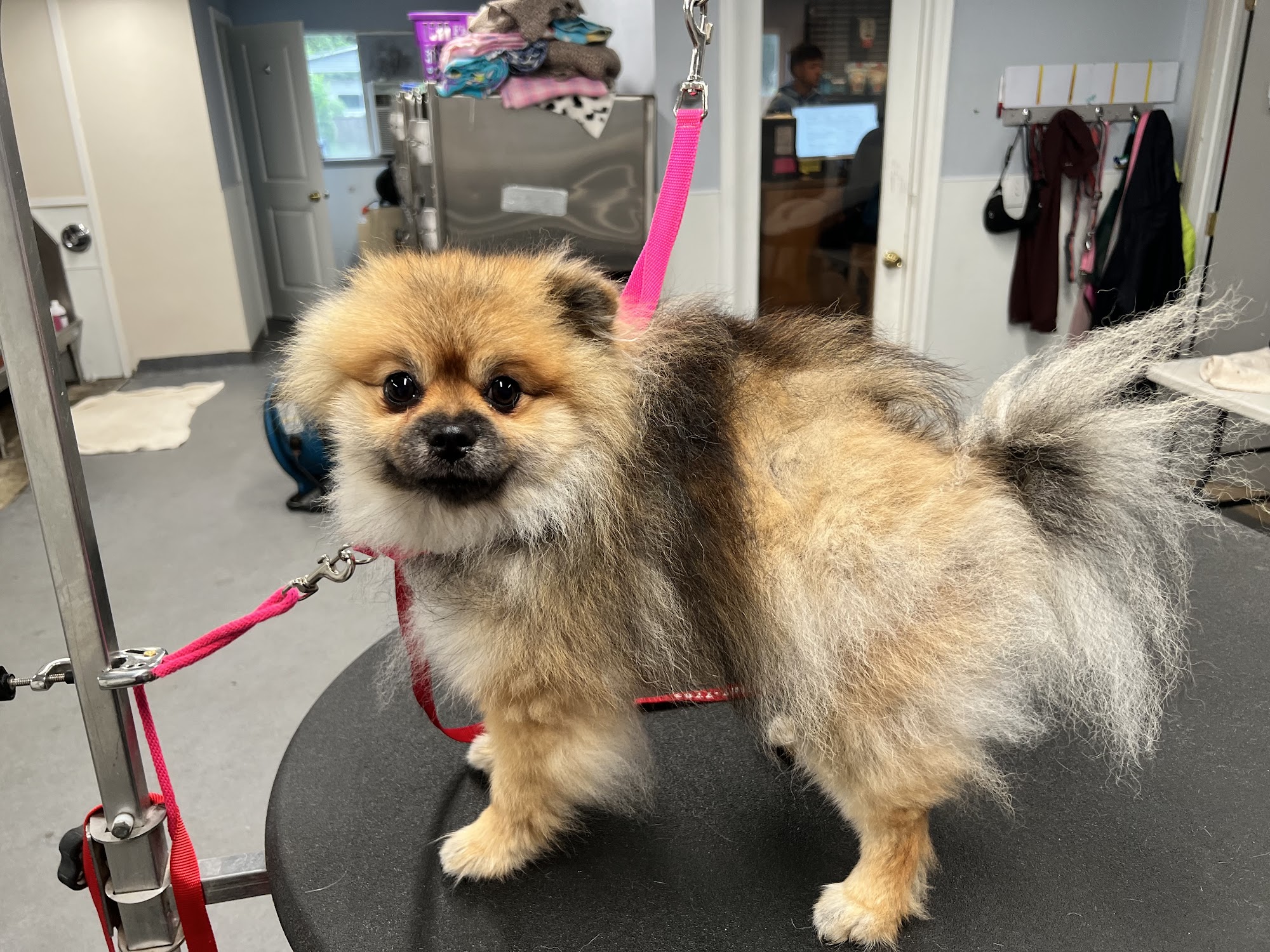 Pet Ponderosa Graham