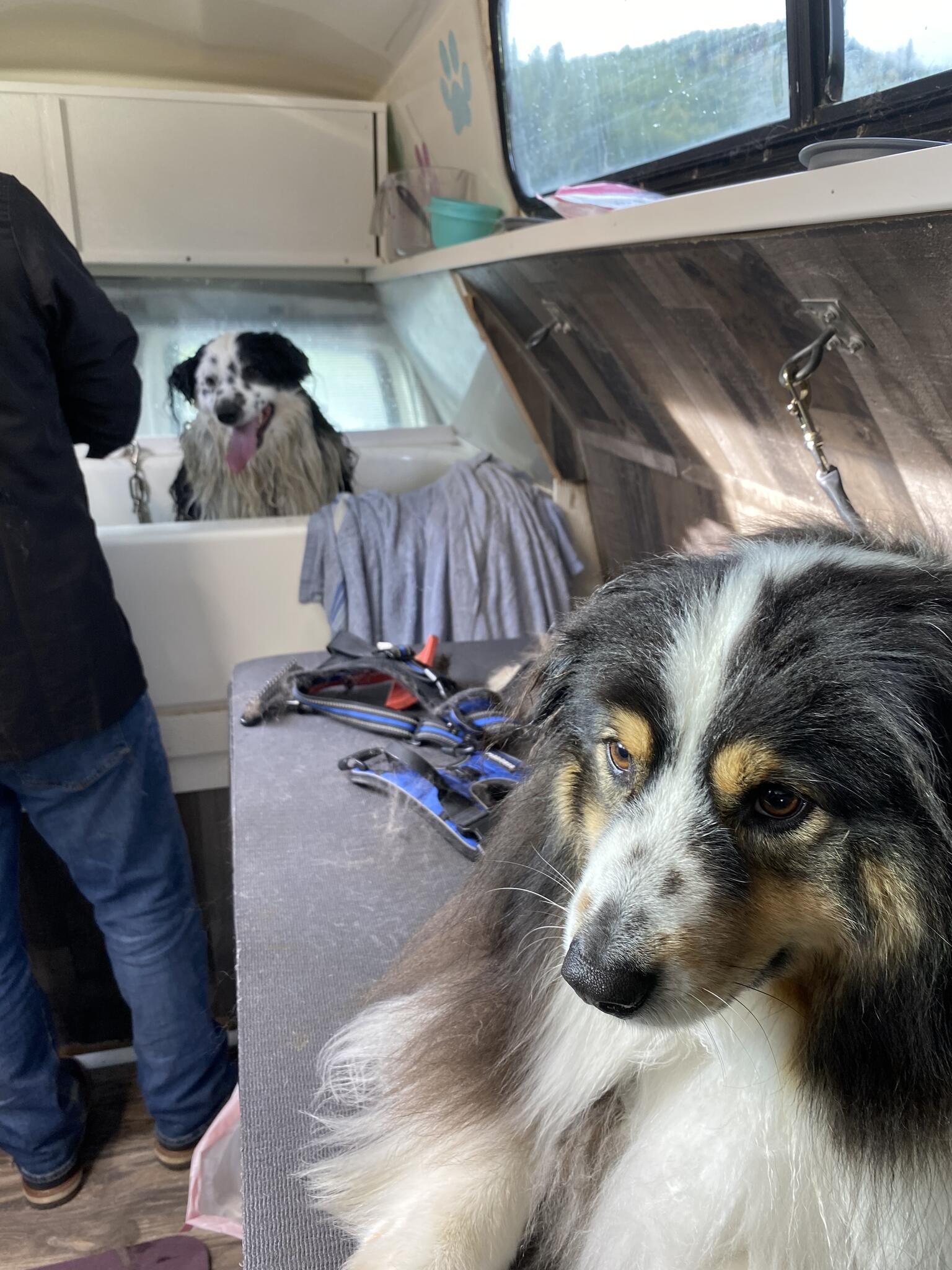 The Little Dog Salon Mobile Dog Grooming and Skin Care 832 Mahaffey Rd, Kelso Washington 98626