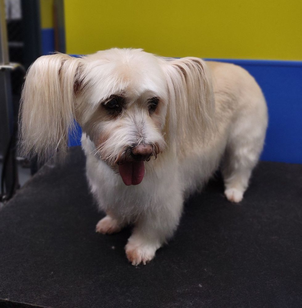 Paws n Pals Doggy Daycare Kent