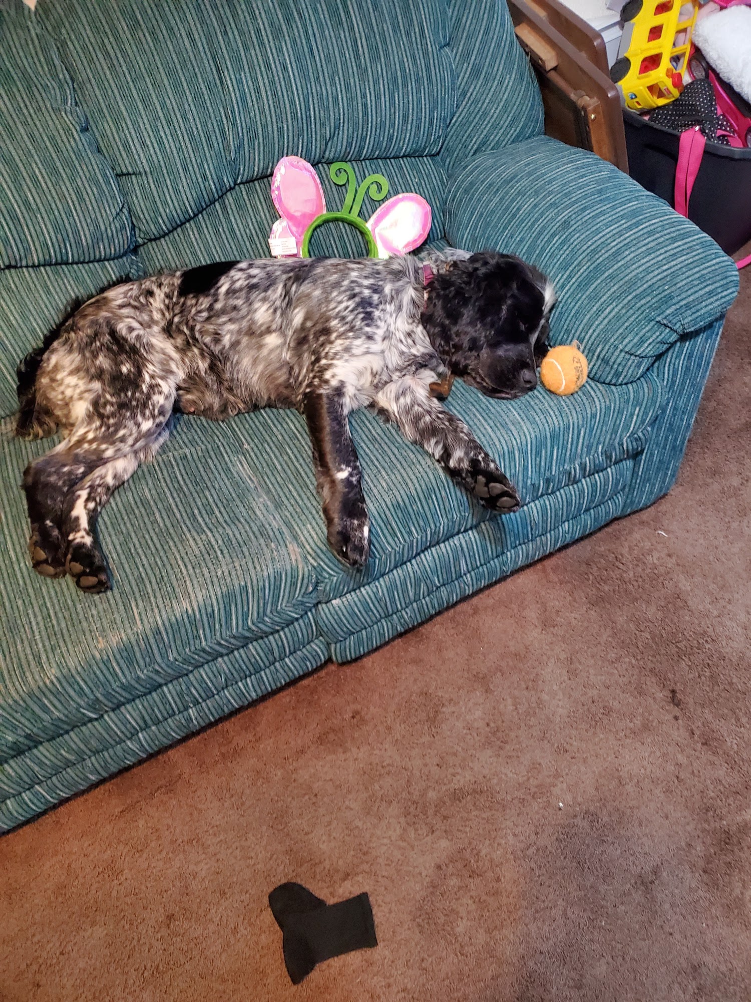 Outwest Pet Grooming Prosser