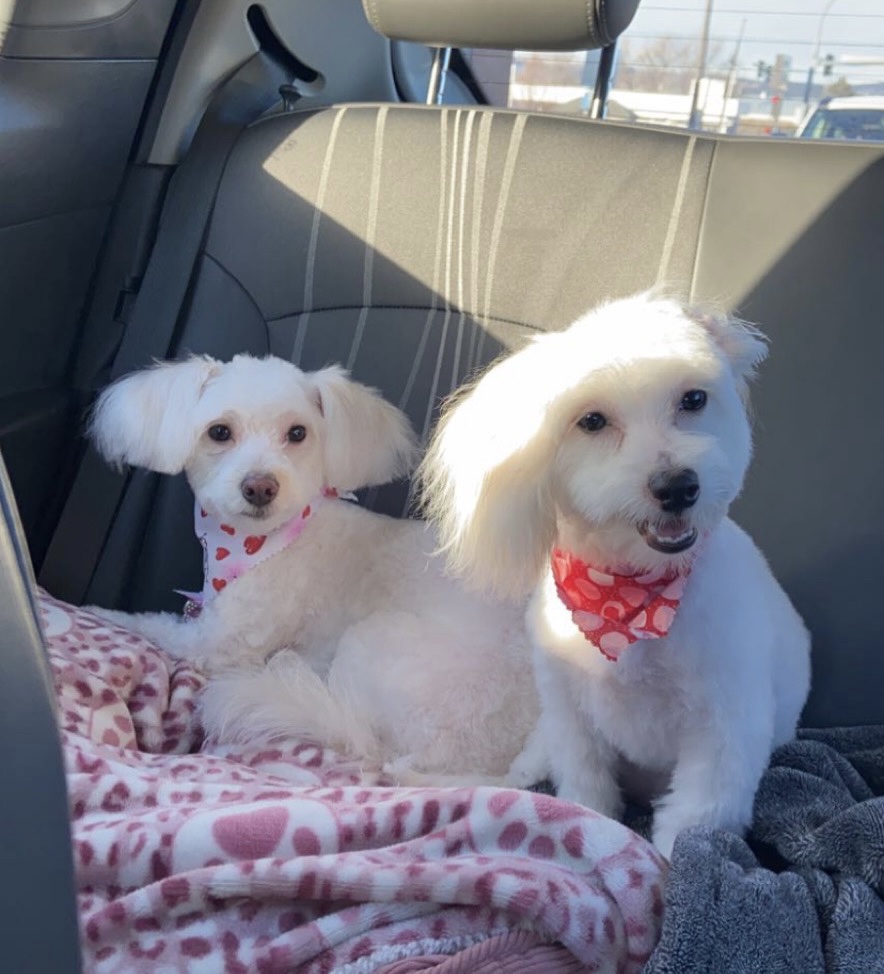 Debbie’s Dog Grooming Spokane Valley