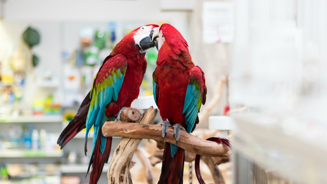 Parrot Perch by White Wings Farm LLC Vancouver