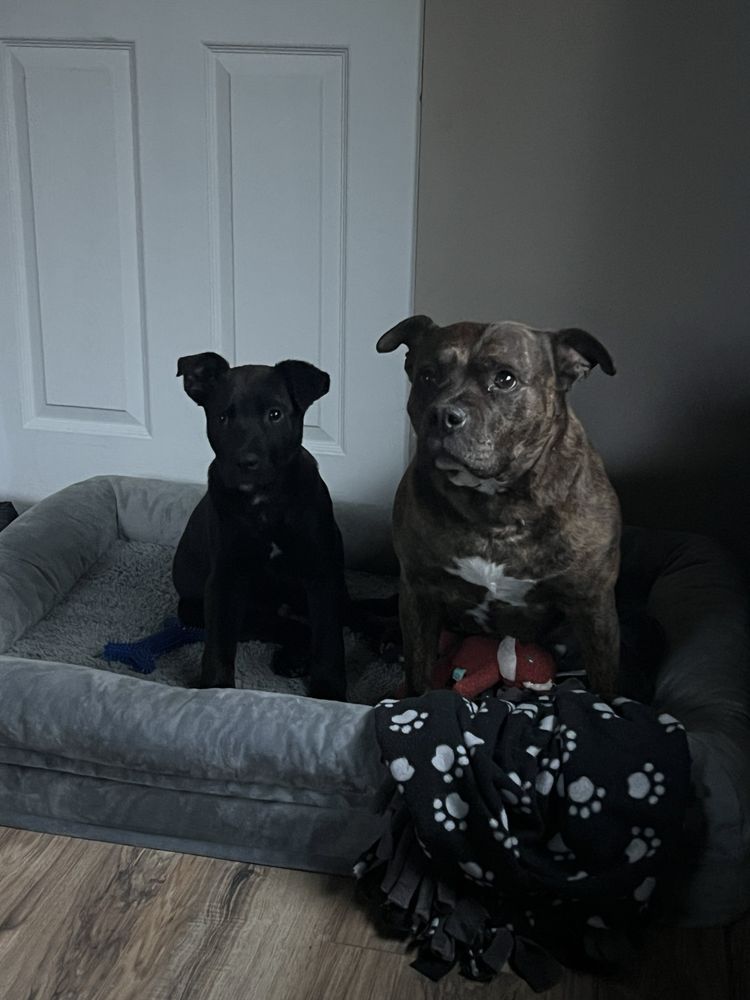 Yakima Humane Society Yakima