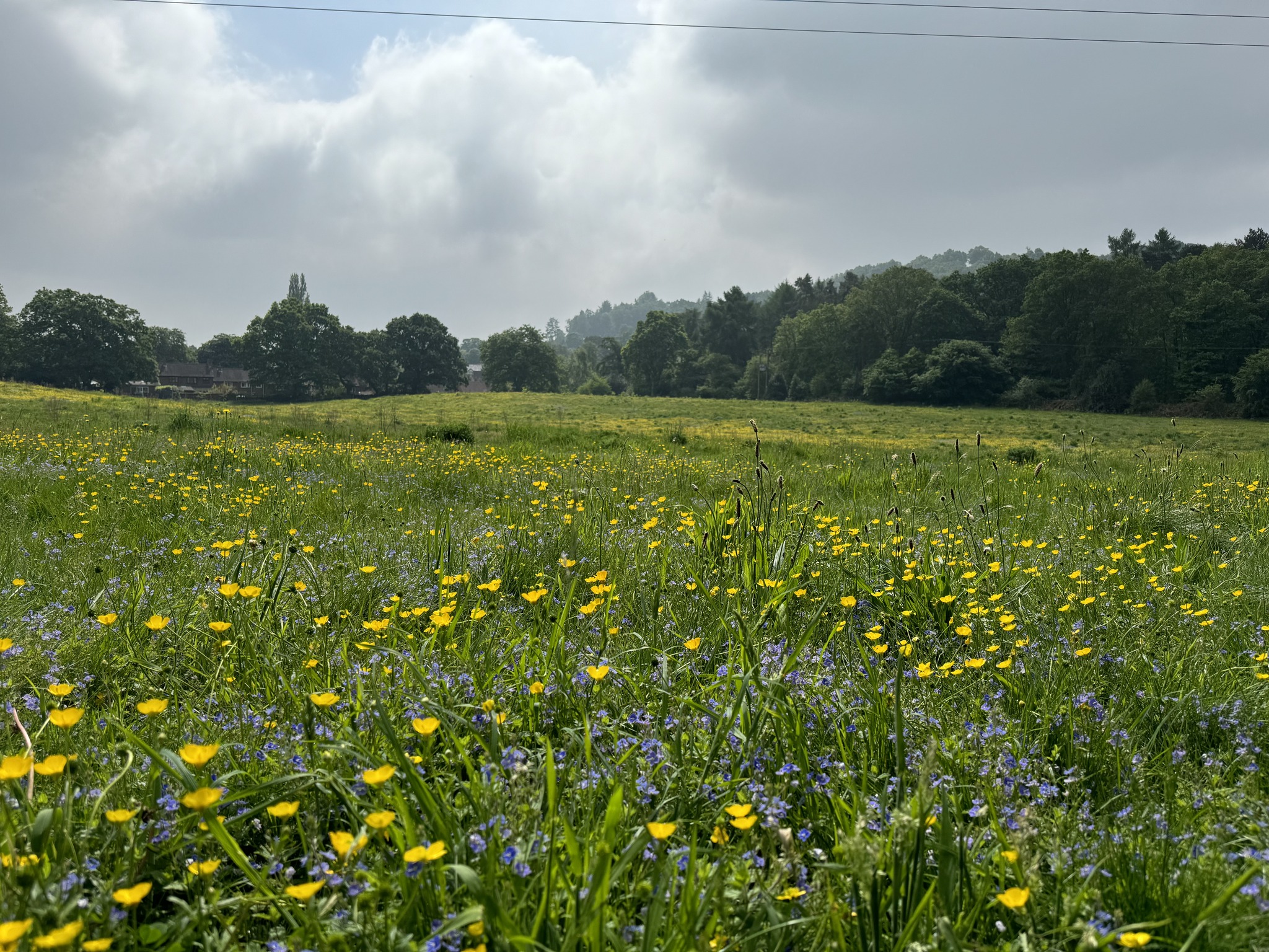 Jo Hobbs Garden Design Ltd