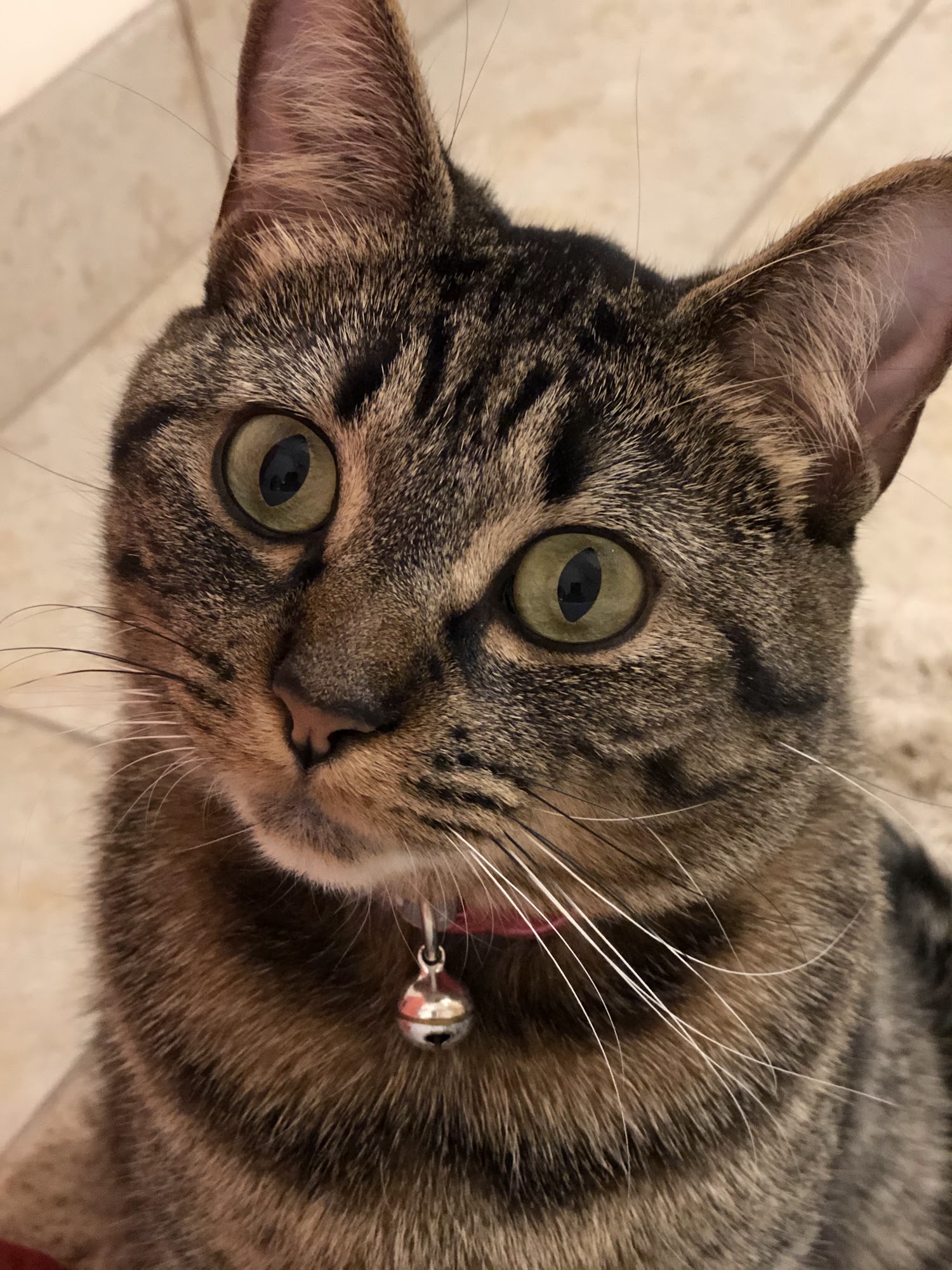 Humane Society-Barron County Barron