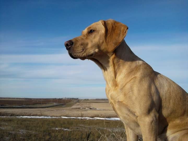 Field of Dreams Kennels N5116 12 Corners Rd, Black Creek Wisconsin 54106