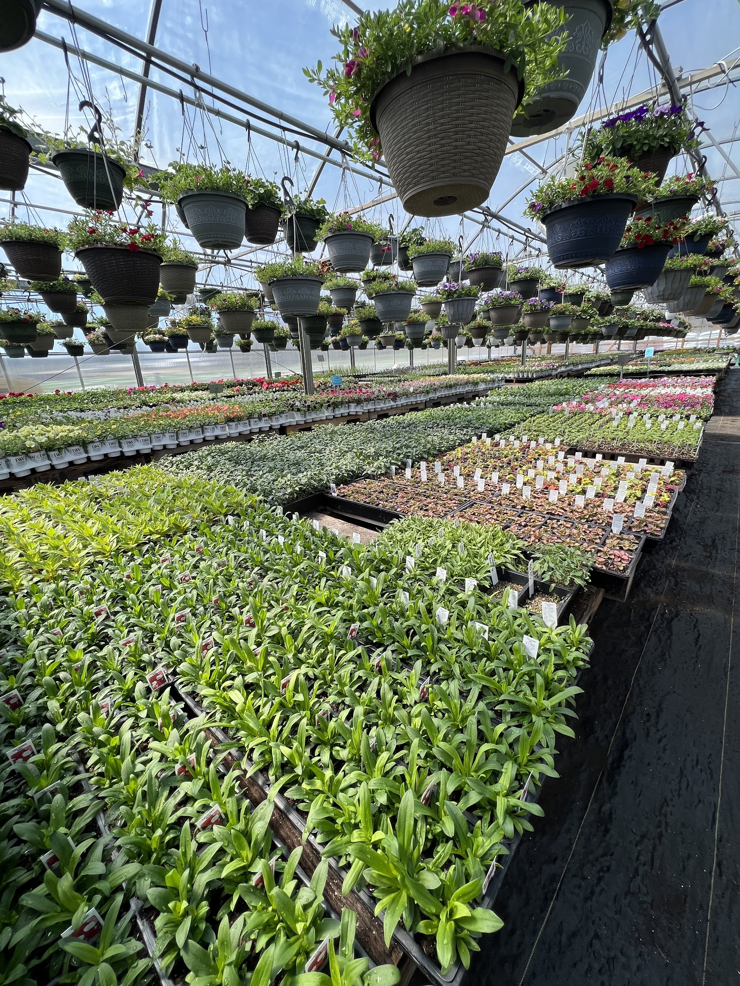 SUGAR & SPICE GREENHOUSE AND GARDEN CENTER, LLC Fennimore WI Hours, Directions, Reviews