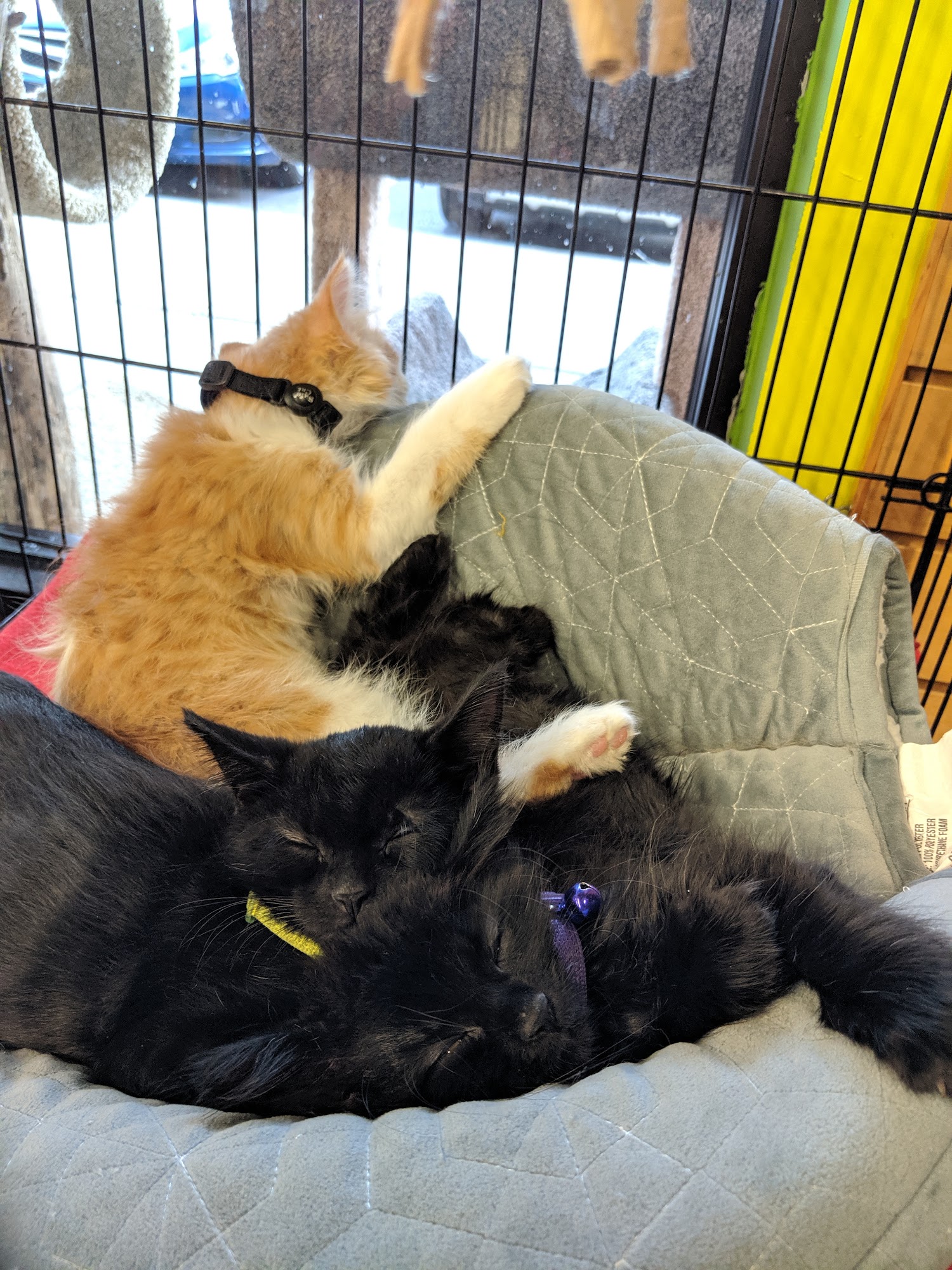 Mad Cat Pet Supplies Madison