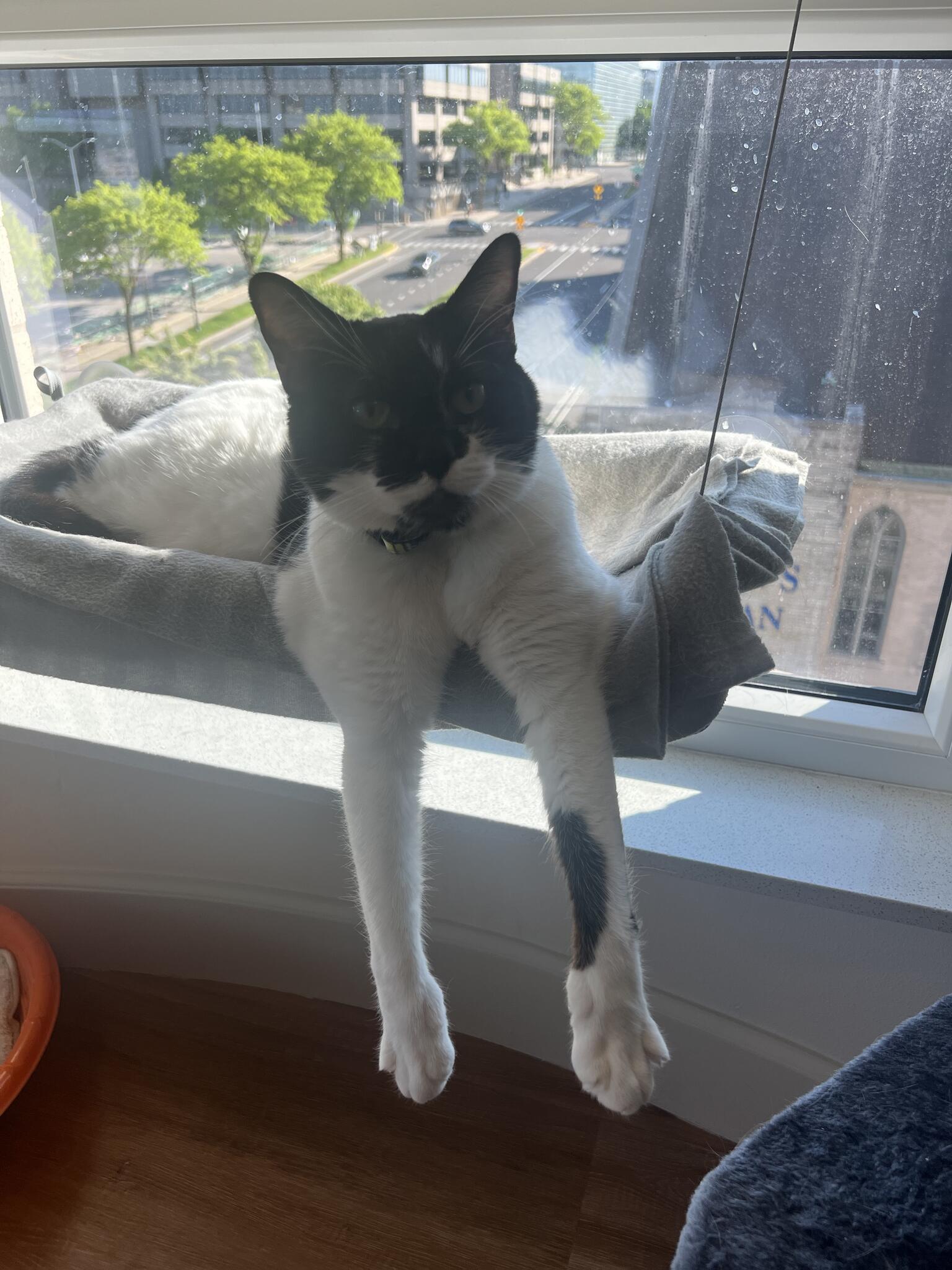 Green Dog, LLC Pet-care: Dog Walking, Cat Sitting, & Dog Park Runs Madison