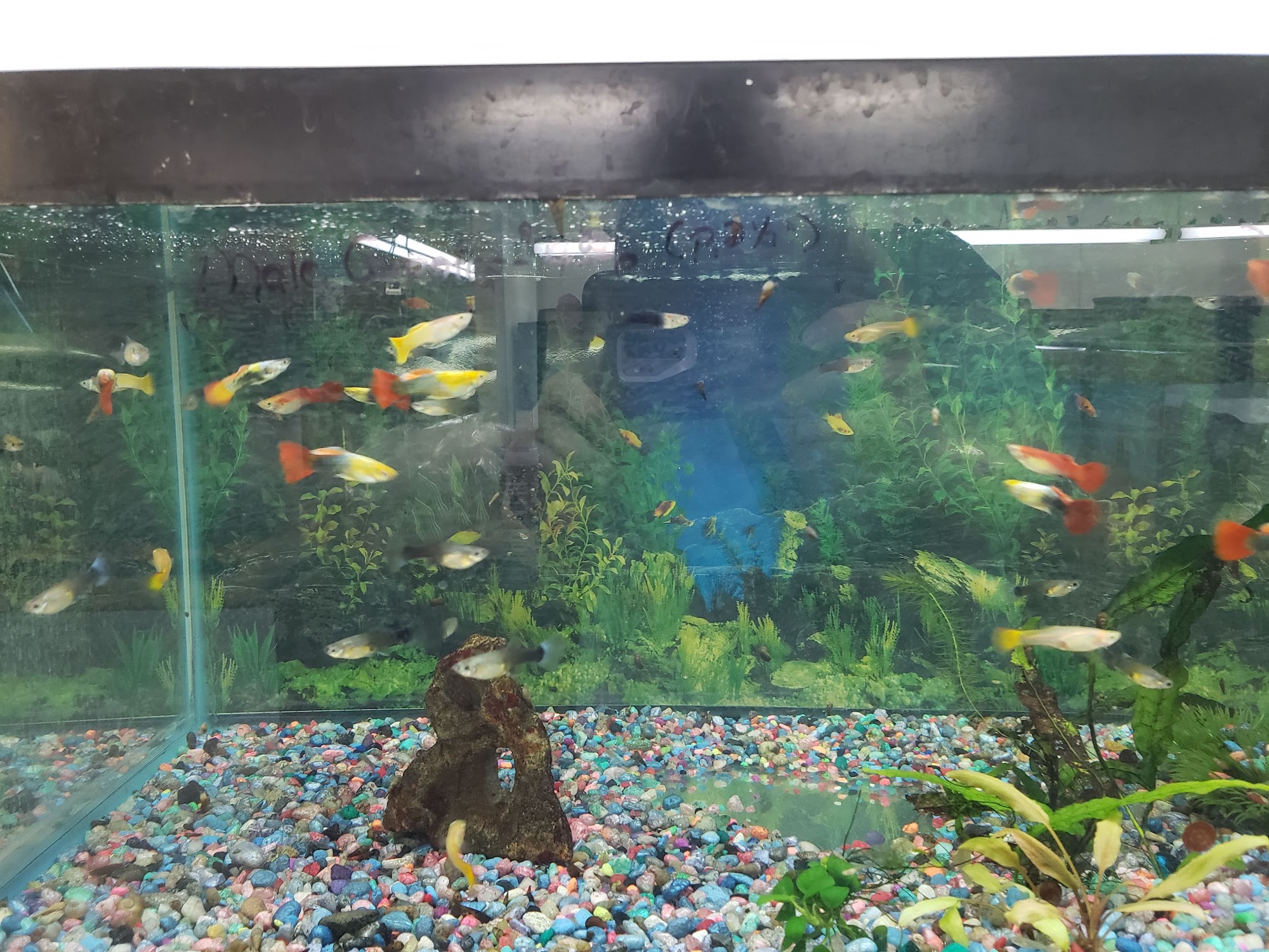 Animal House Pets LLC Marshfield