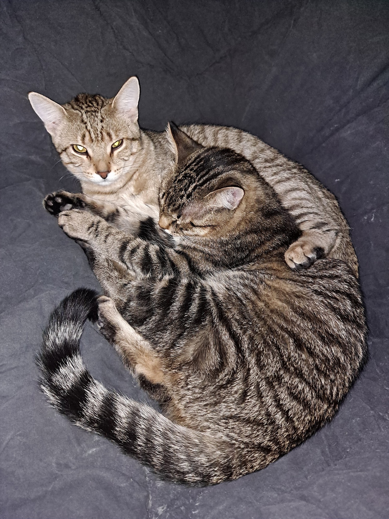 Second Hand Purrs Milwaukee