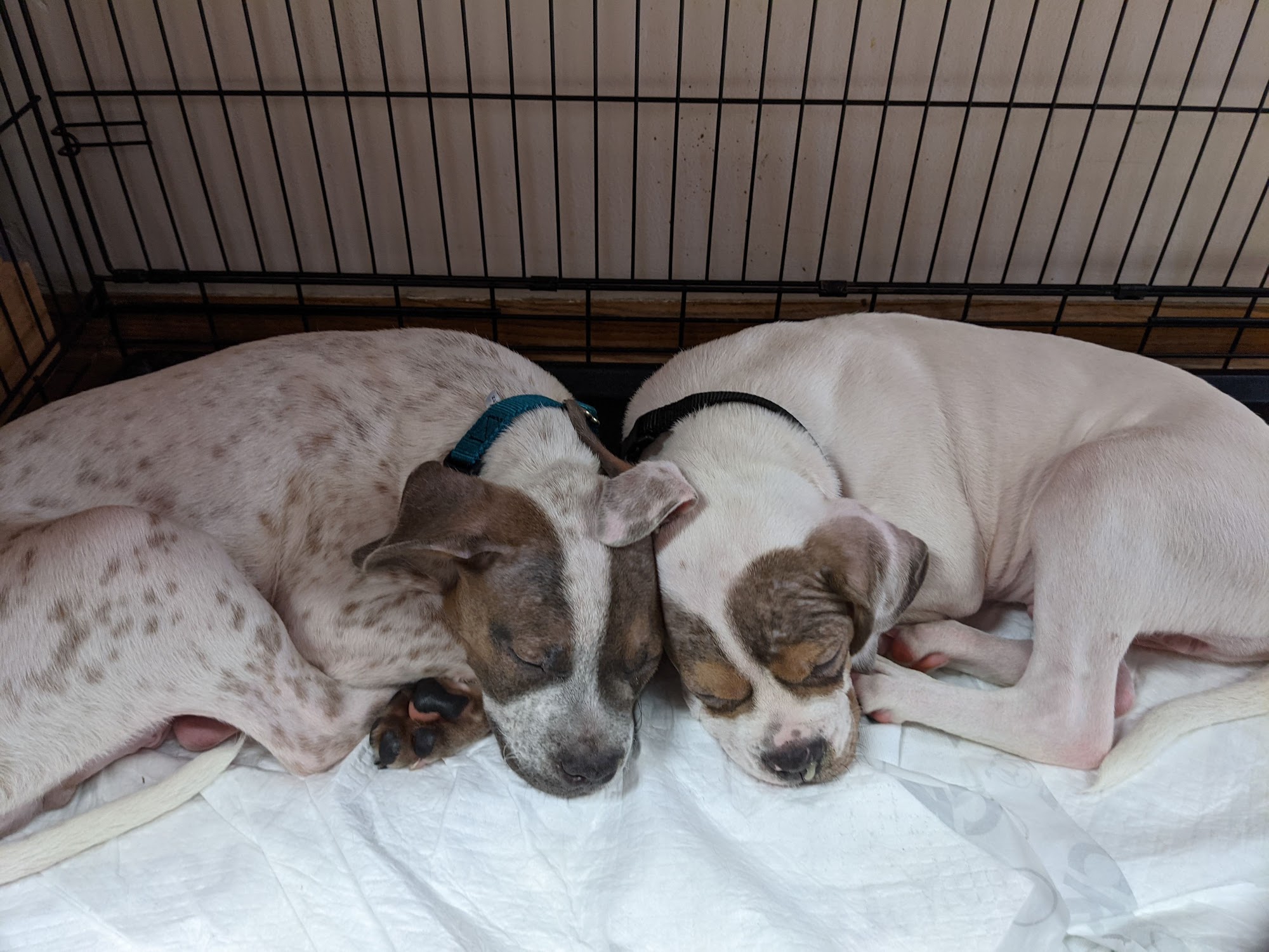 Lucky Mutts Rescue Adoption Center Milwaukee