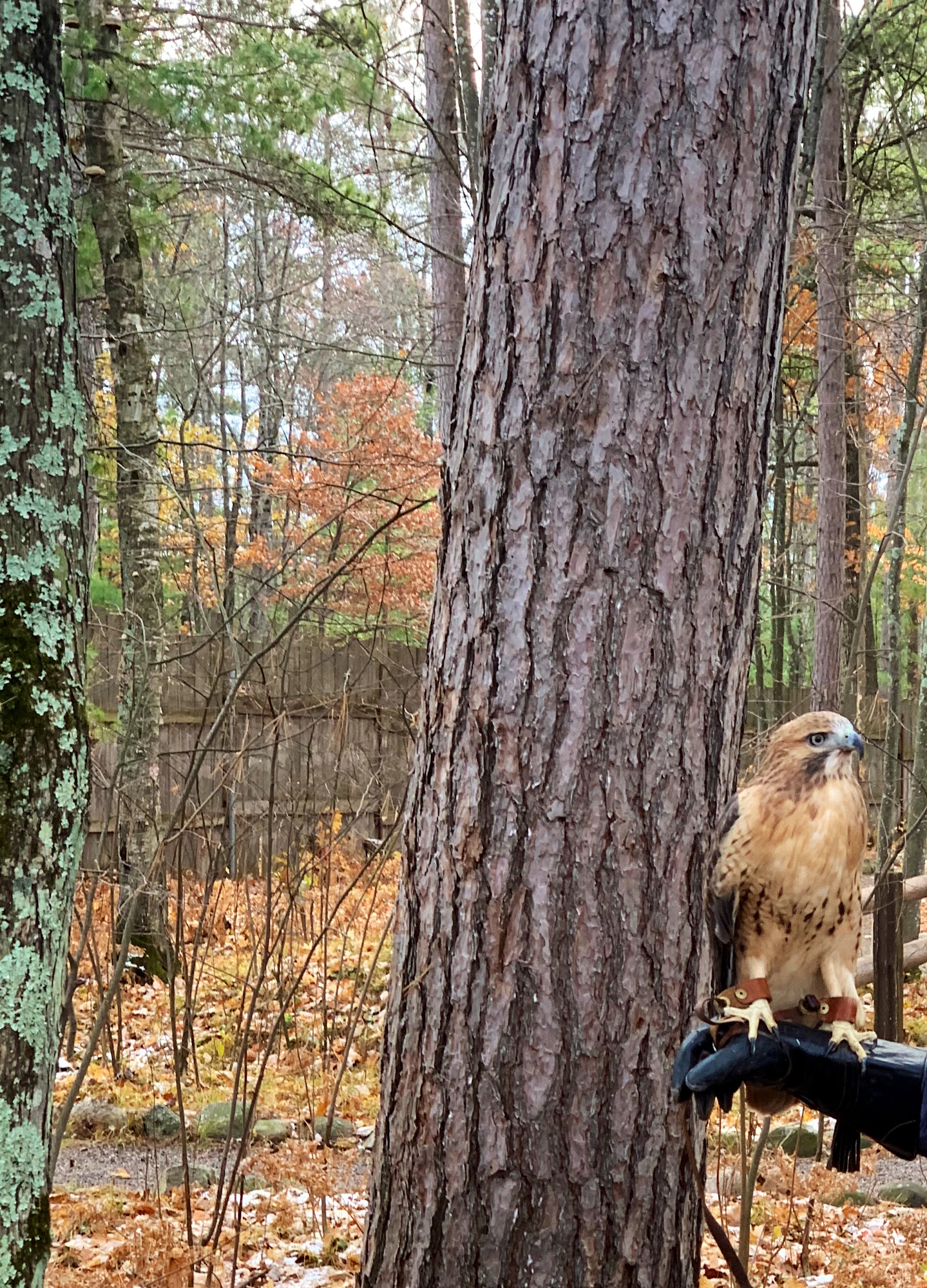 Northwoods Wildlife Center Minocqua