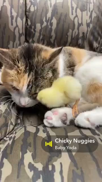 Beast Buffet, L.L.C. Monroe