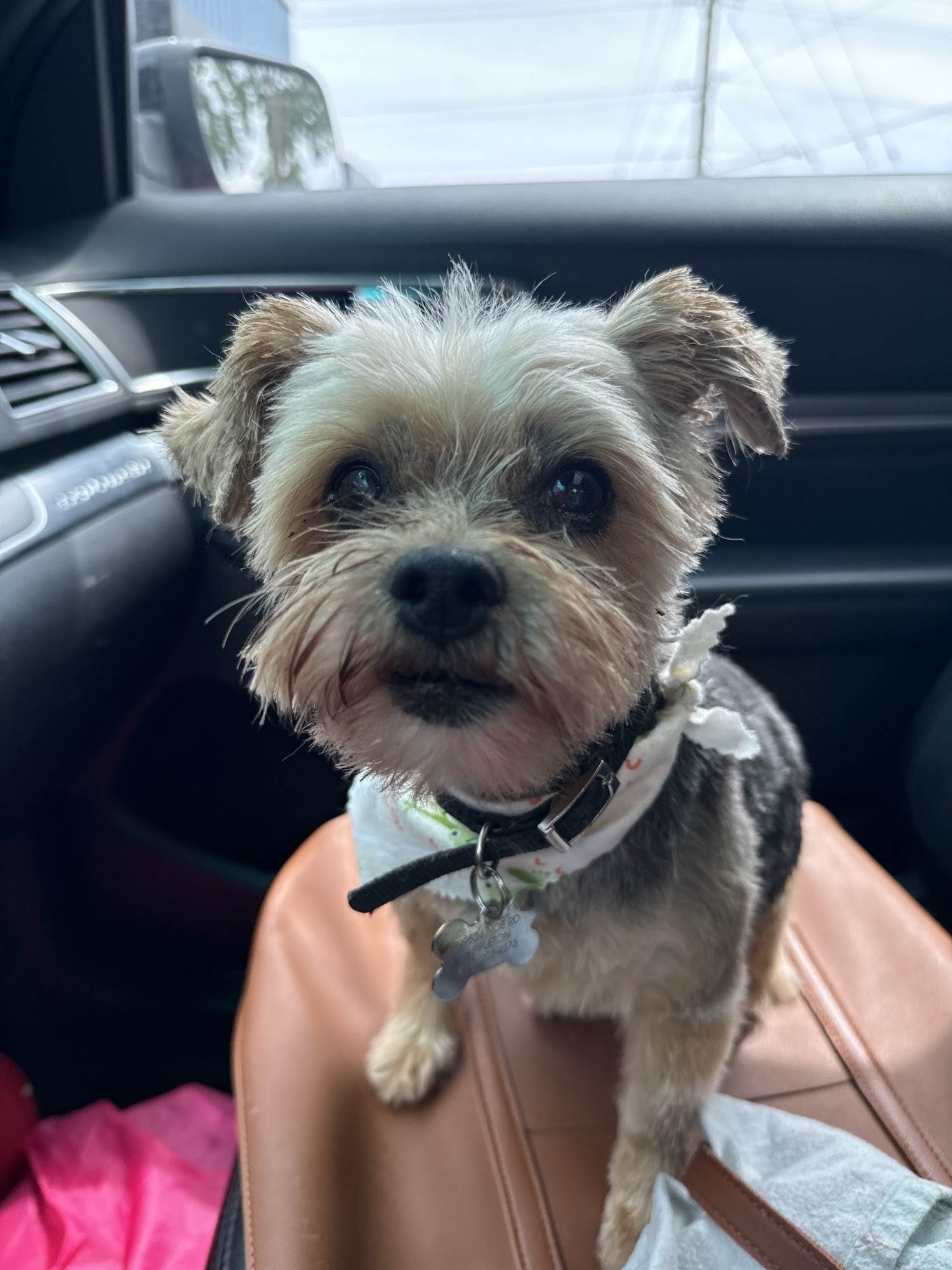 The Ruff House Neenah