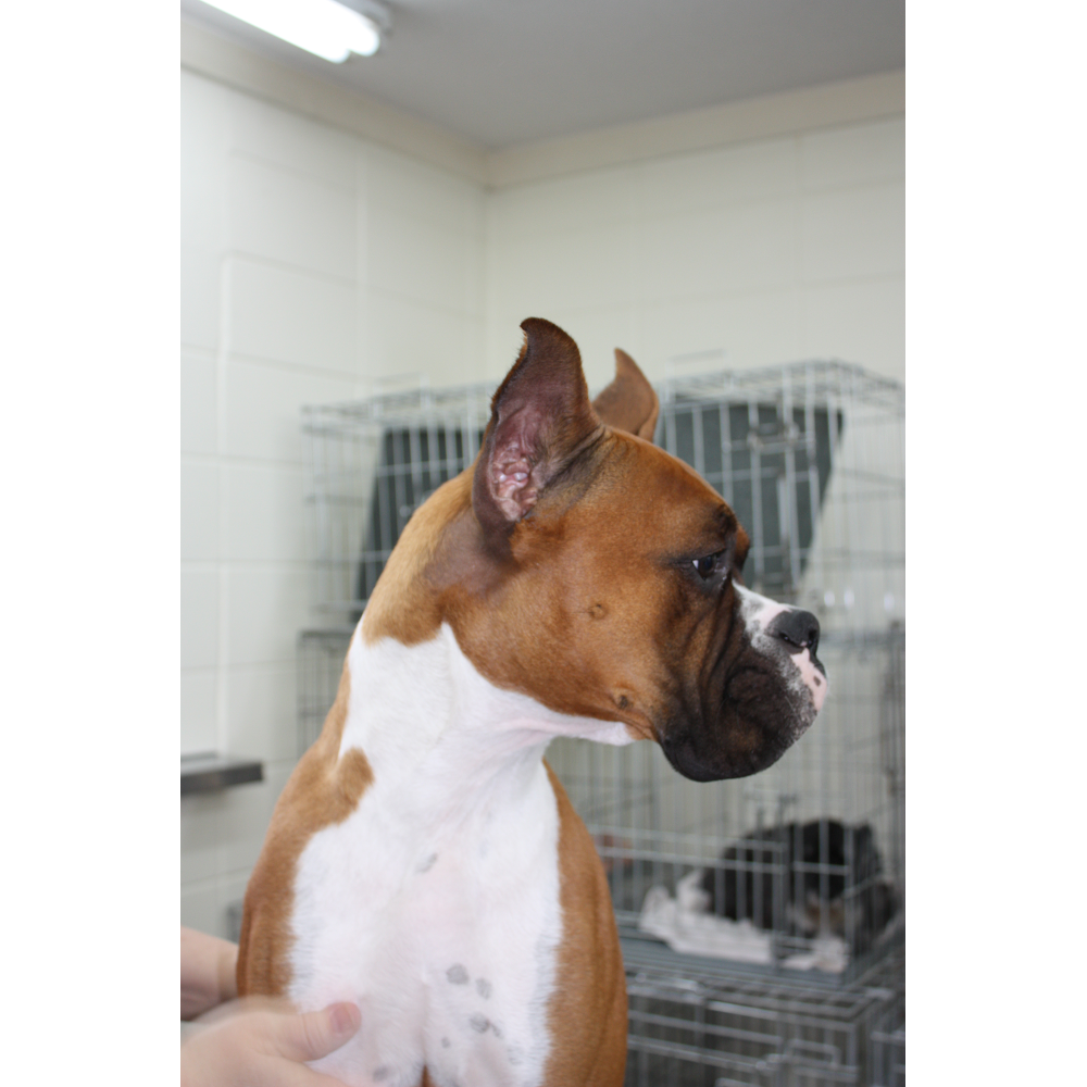 Aurora Kennel & Pet Shoppe Oshkosh Oshkosh