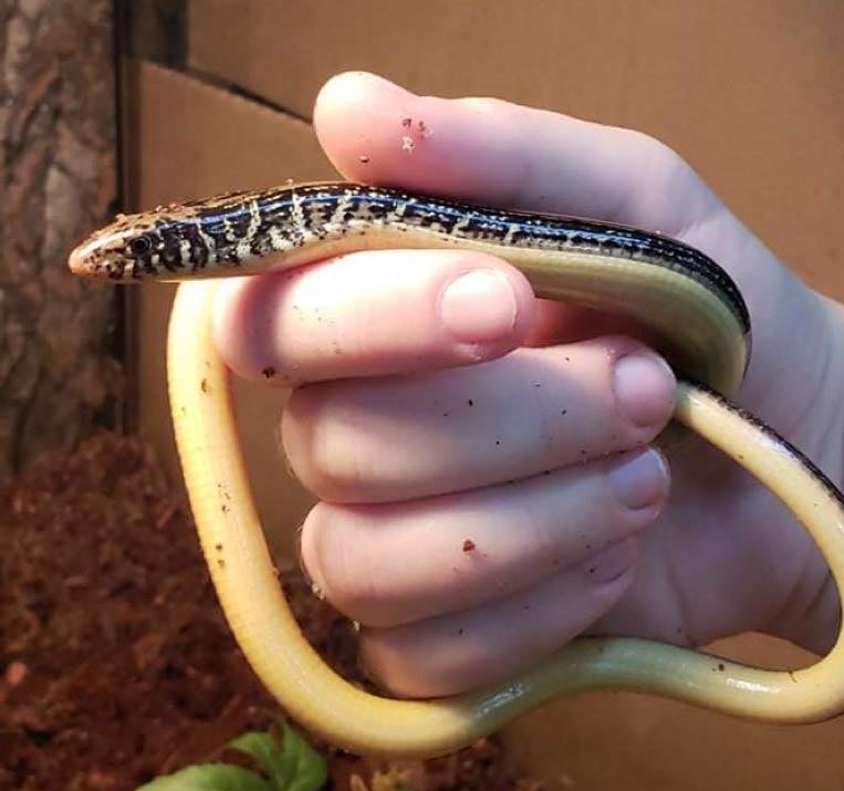 Northwoods Pets Rhinelander