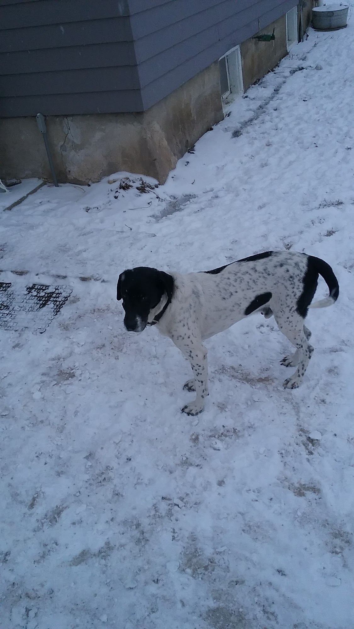 Puppyland Humane Society Inc West Bend