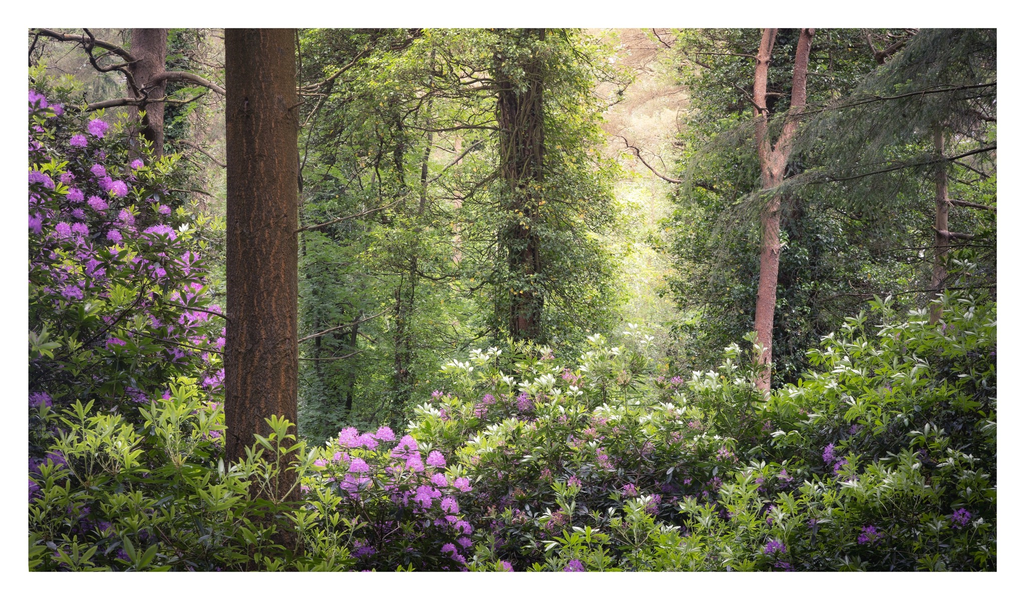 Fotospeed
