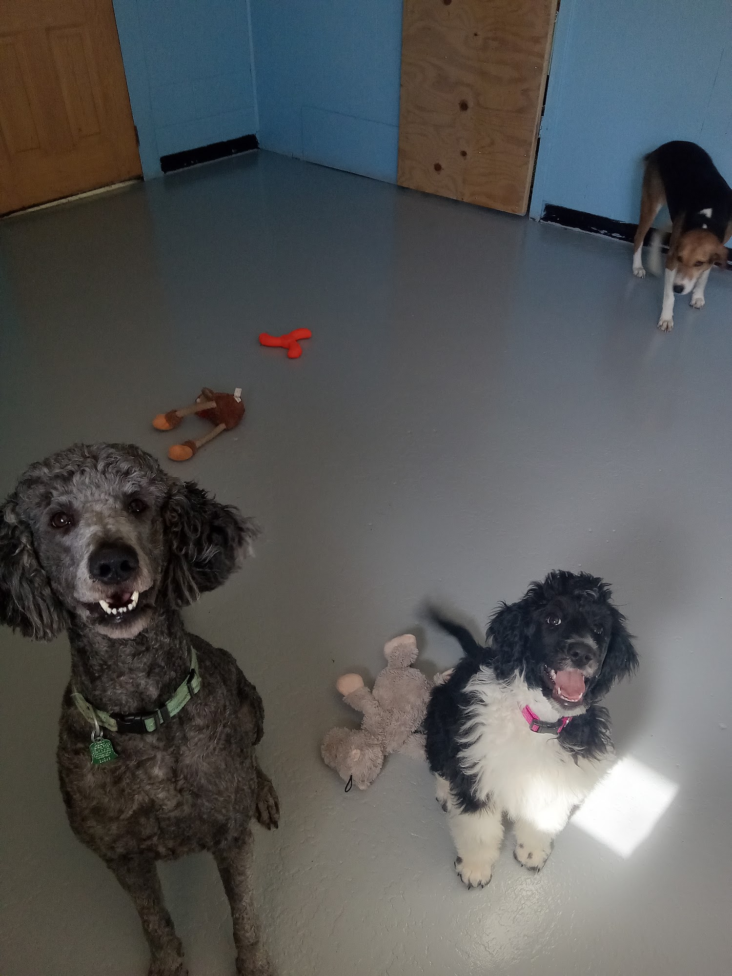 Pet Paradise LLC Buckhannon