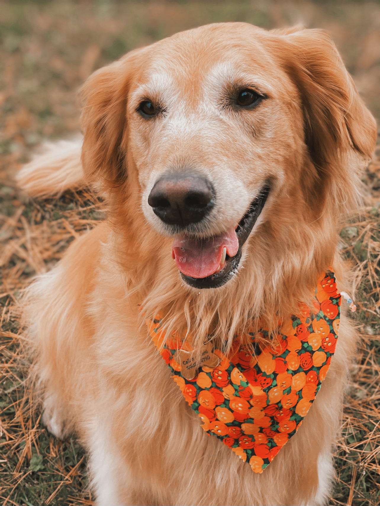 Fancy Paws LLC Elkins