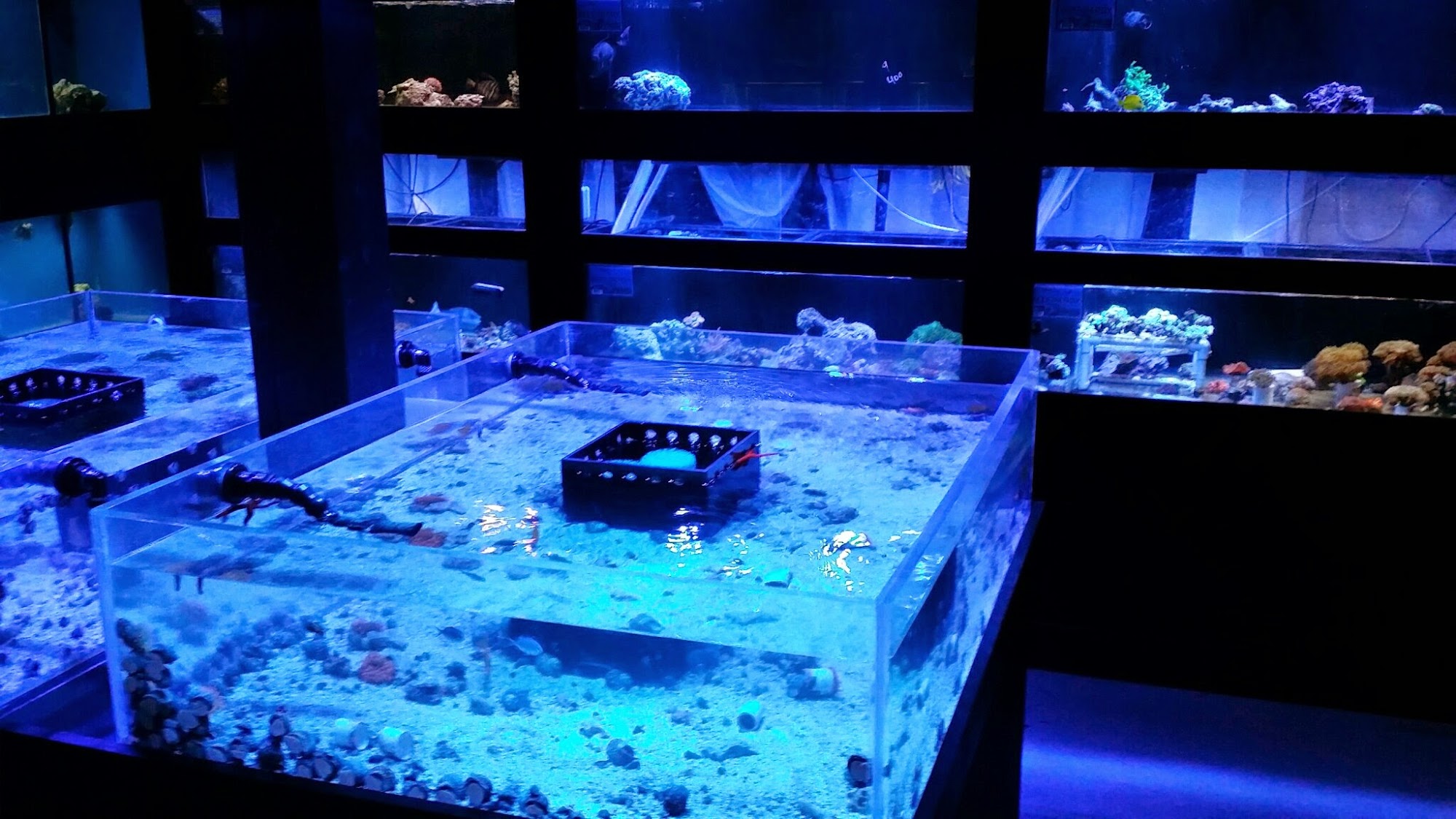 Specialty Pets Nitro