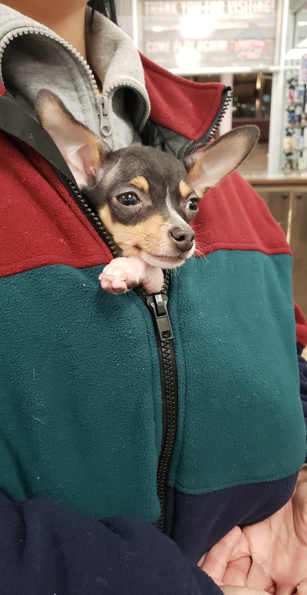 Frontier Pets Cheyenne